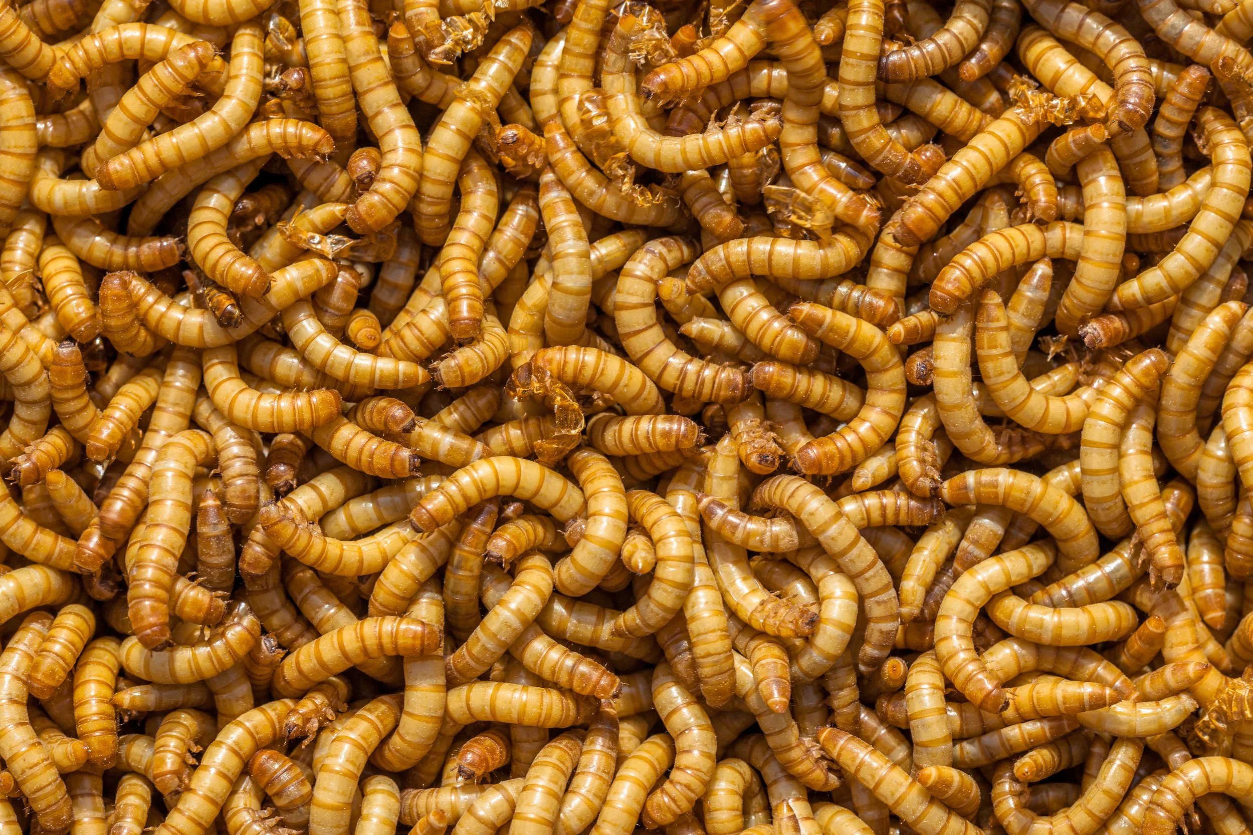shutterstock_184522853.jpg
