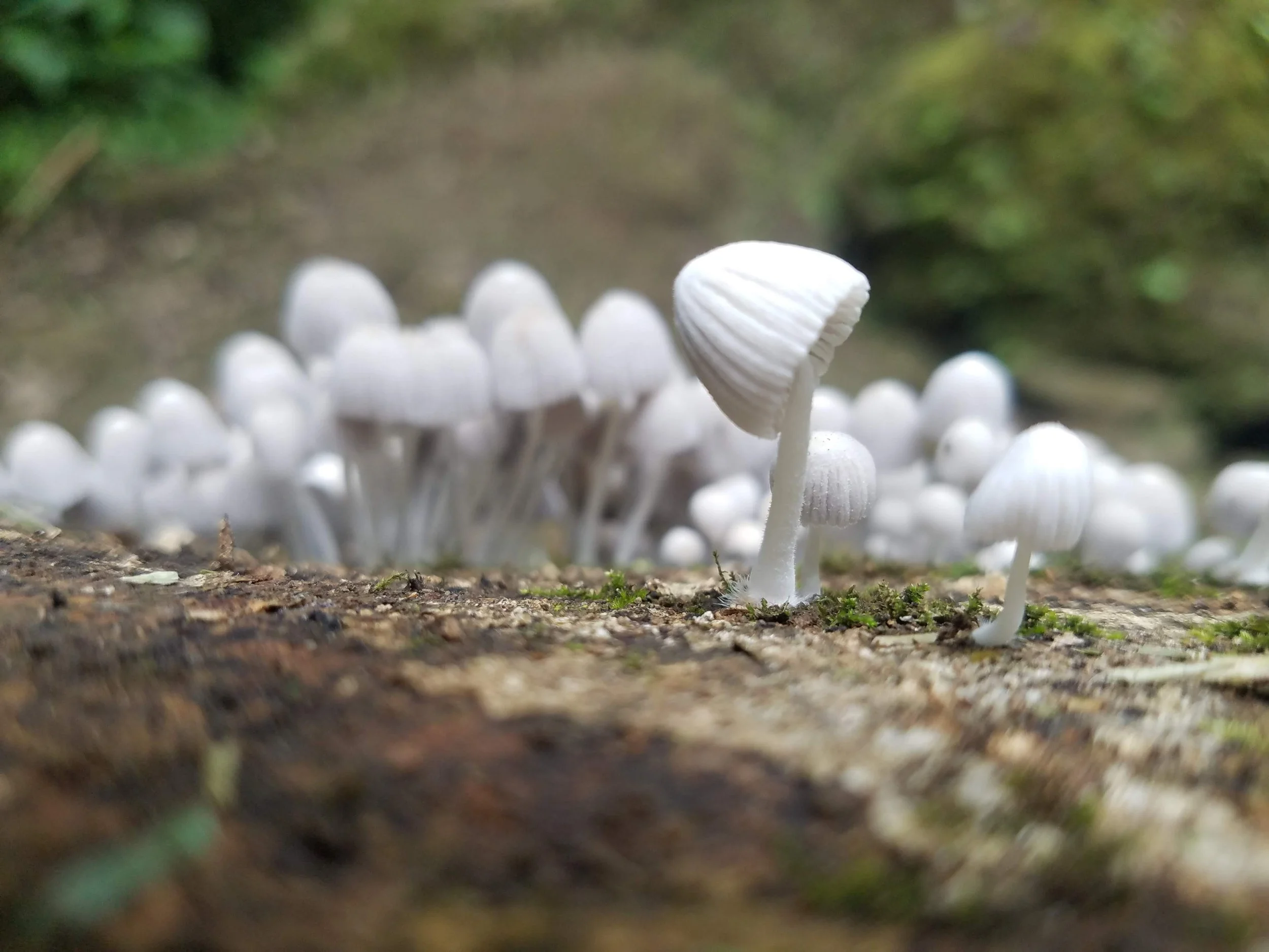many white mushrooms peeking out of the ground