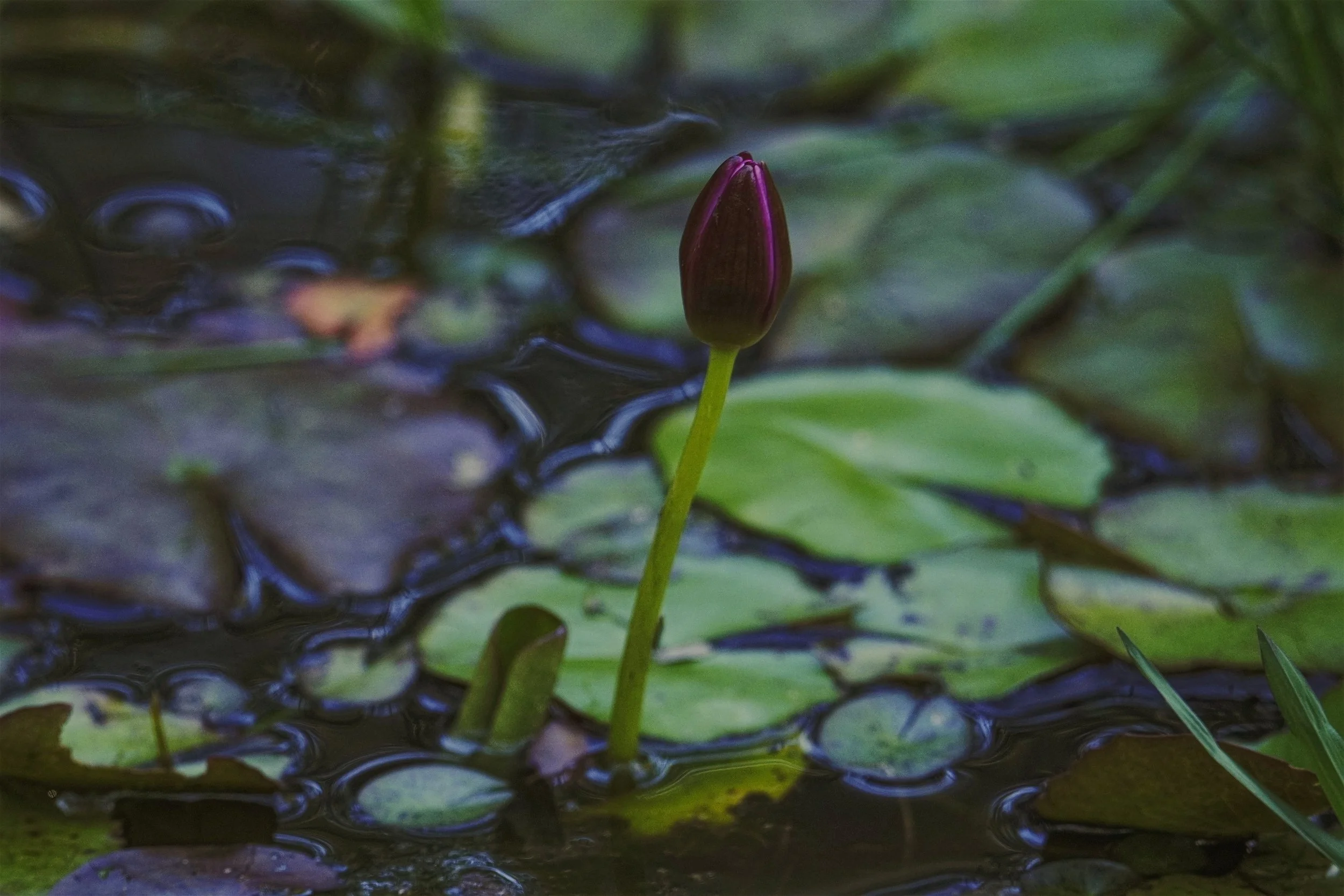 Emergence