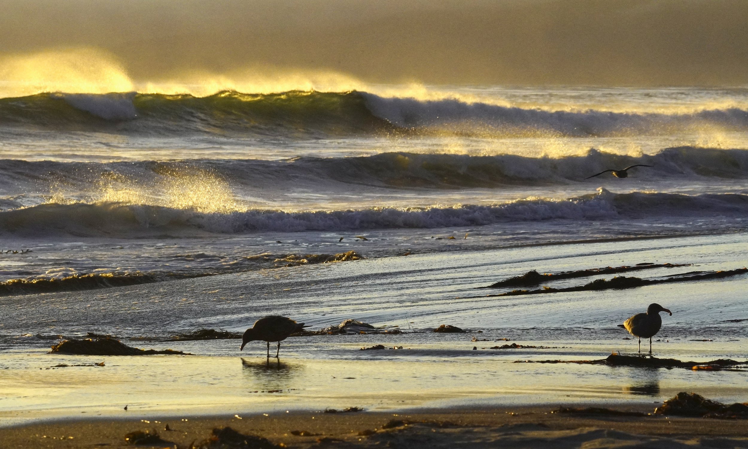 Coastal Memory