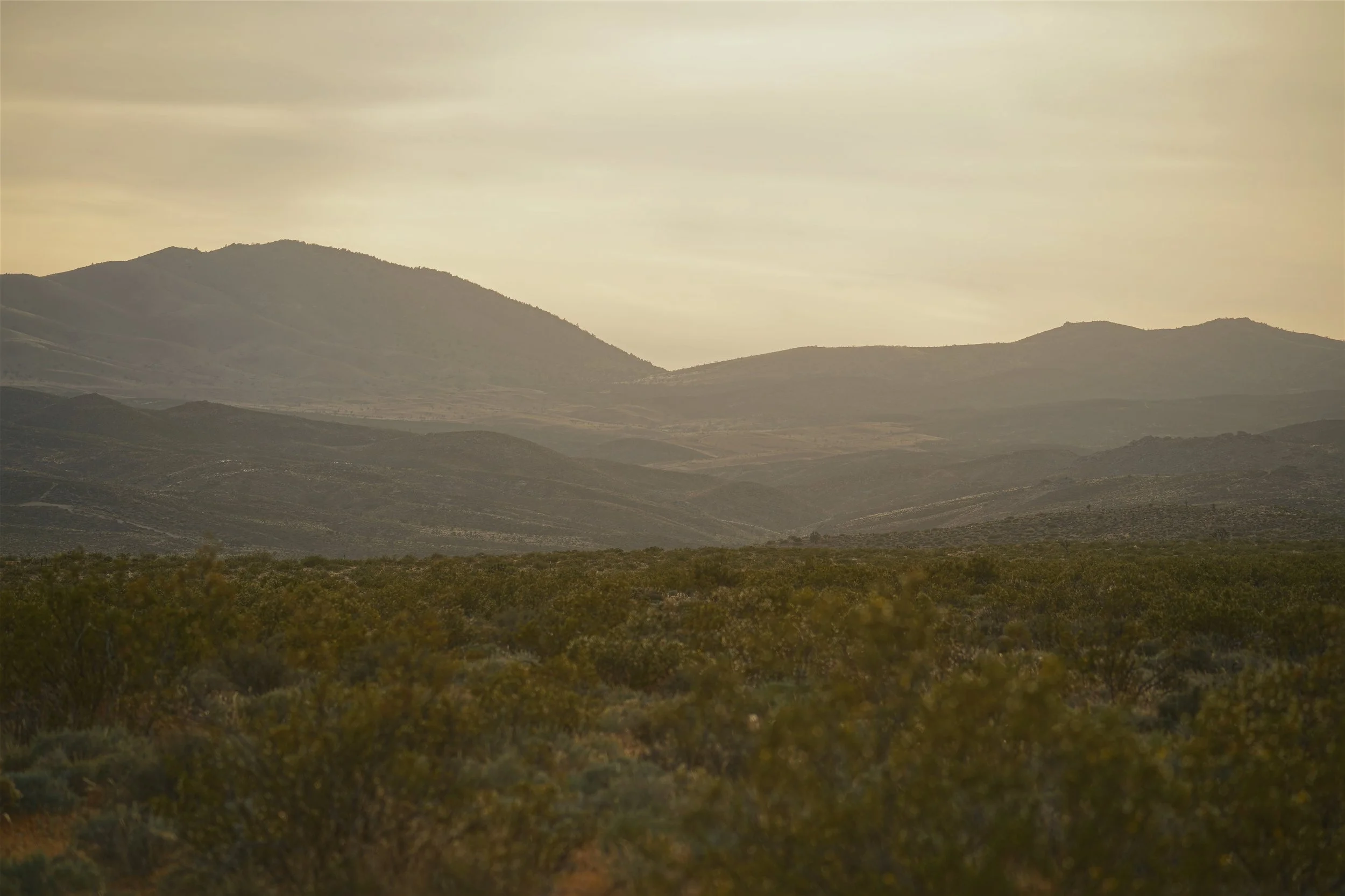 Desert Haze