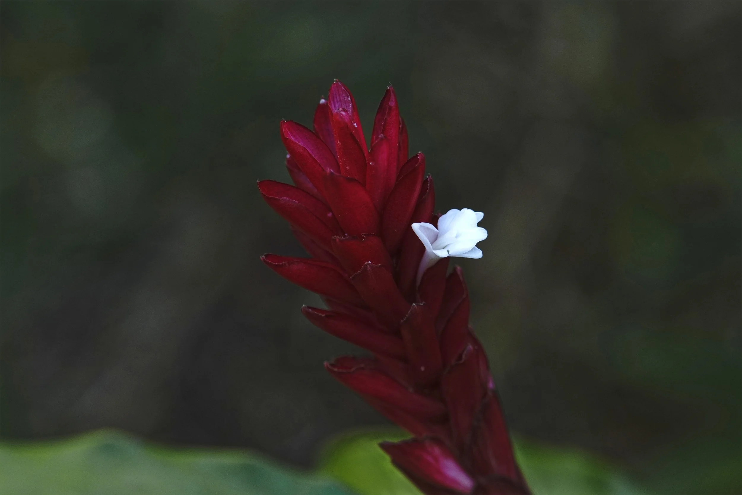 Quiet Flame