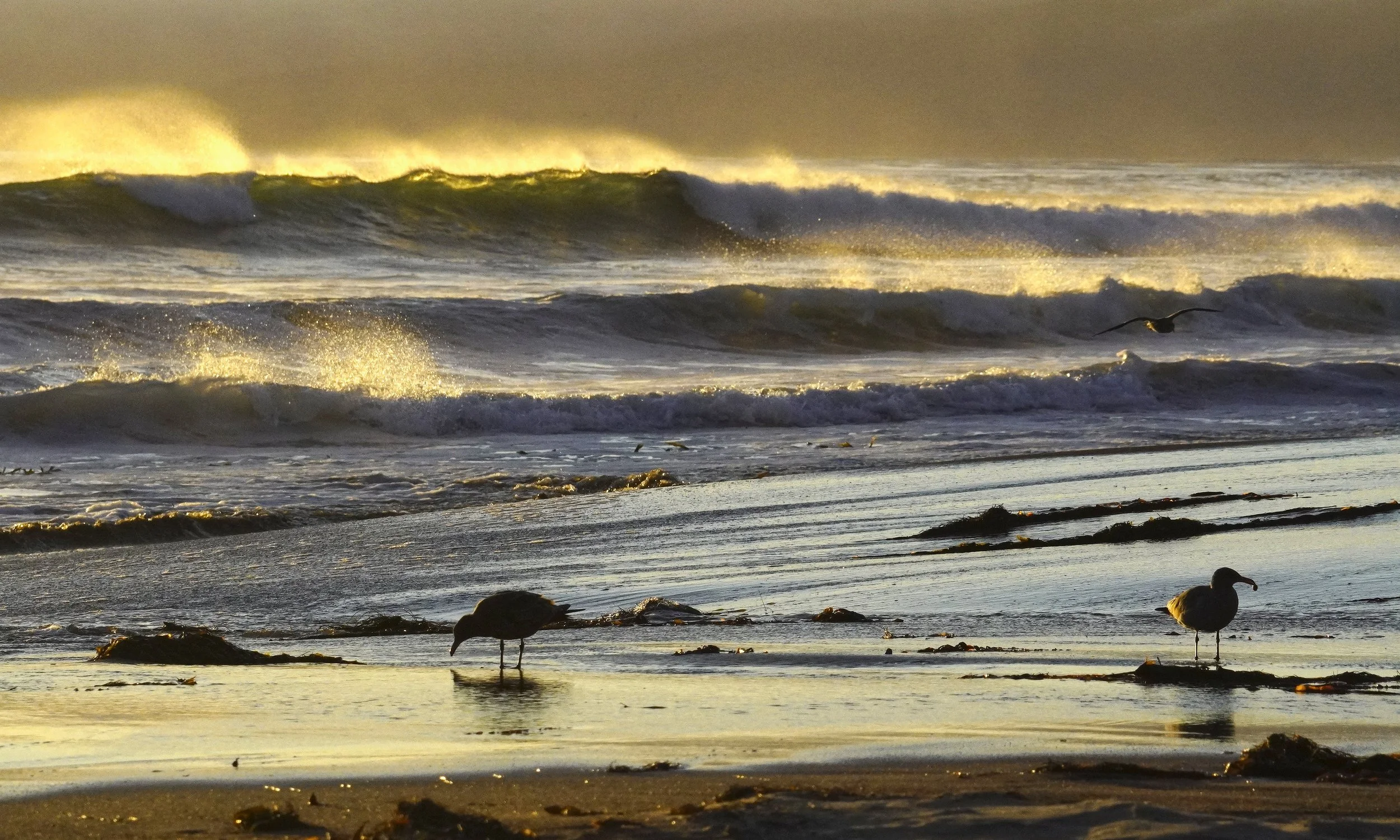 Coastal Memory