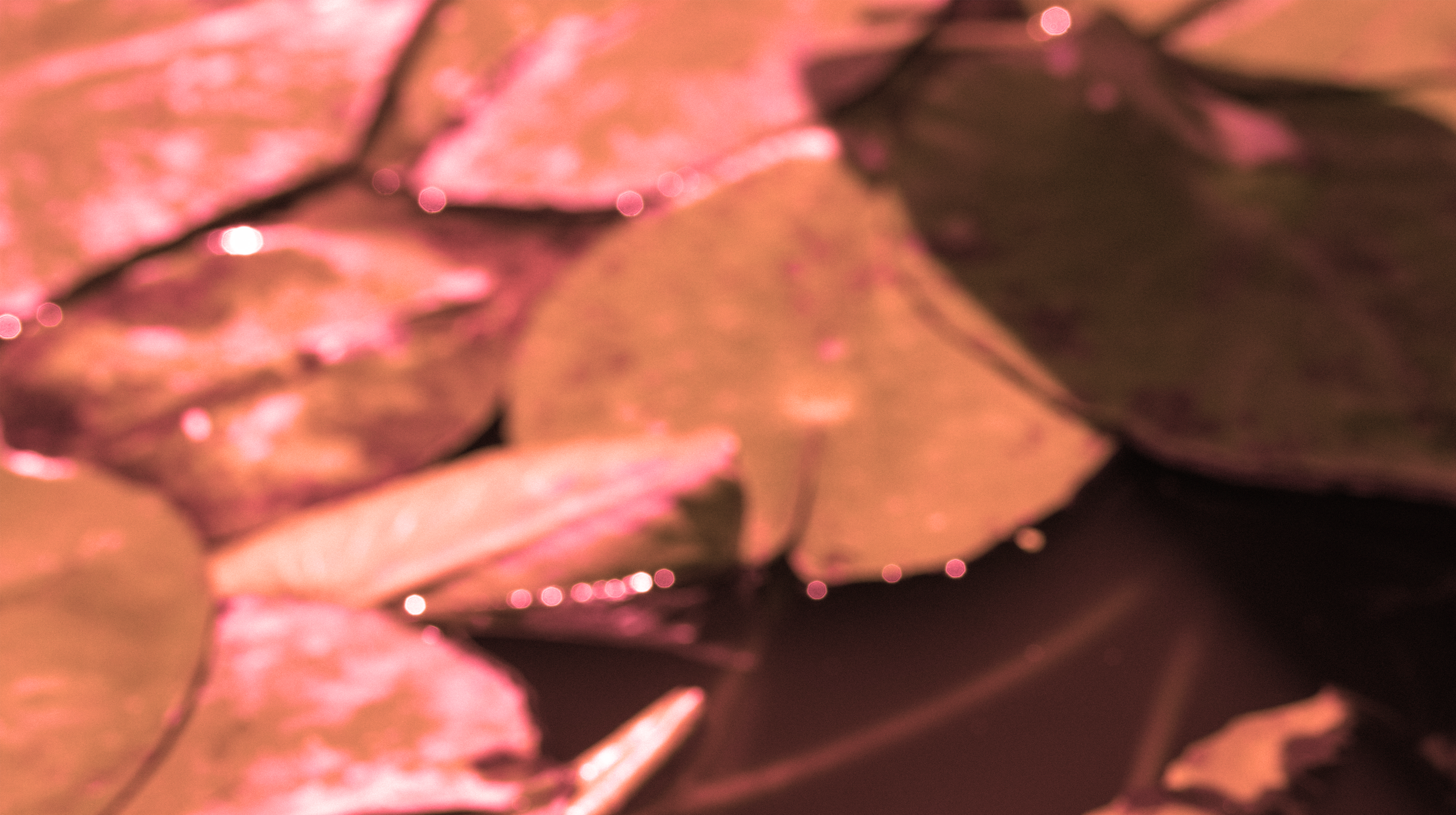 Close-up of autumn leaves with pinkish hues, some covered with water droplets.