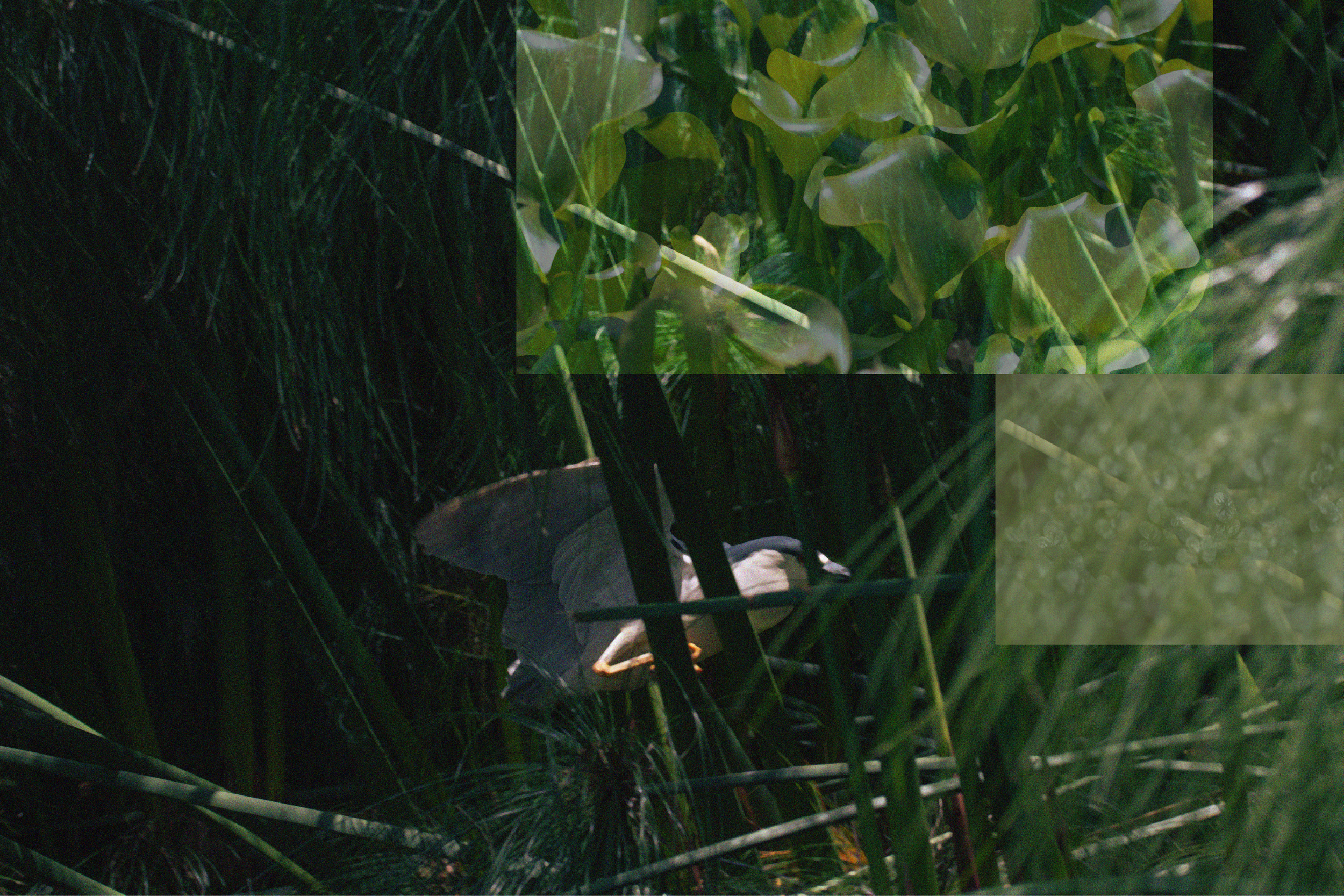 A person lying among dense green foliage, partially hidden by the surrounding leaves and plants.