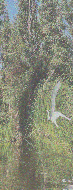 A riverbank with tall grass, trees, and a heron flying over the water.