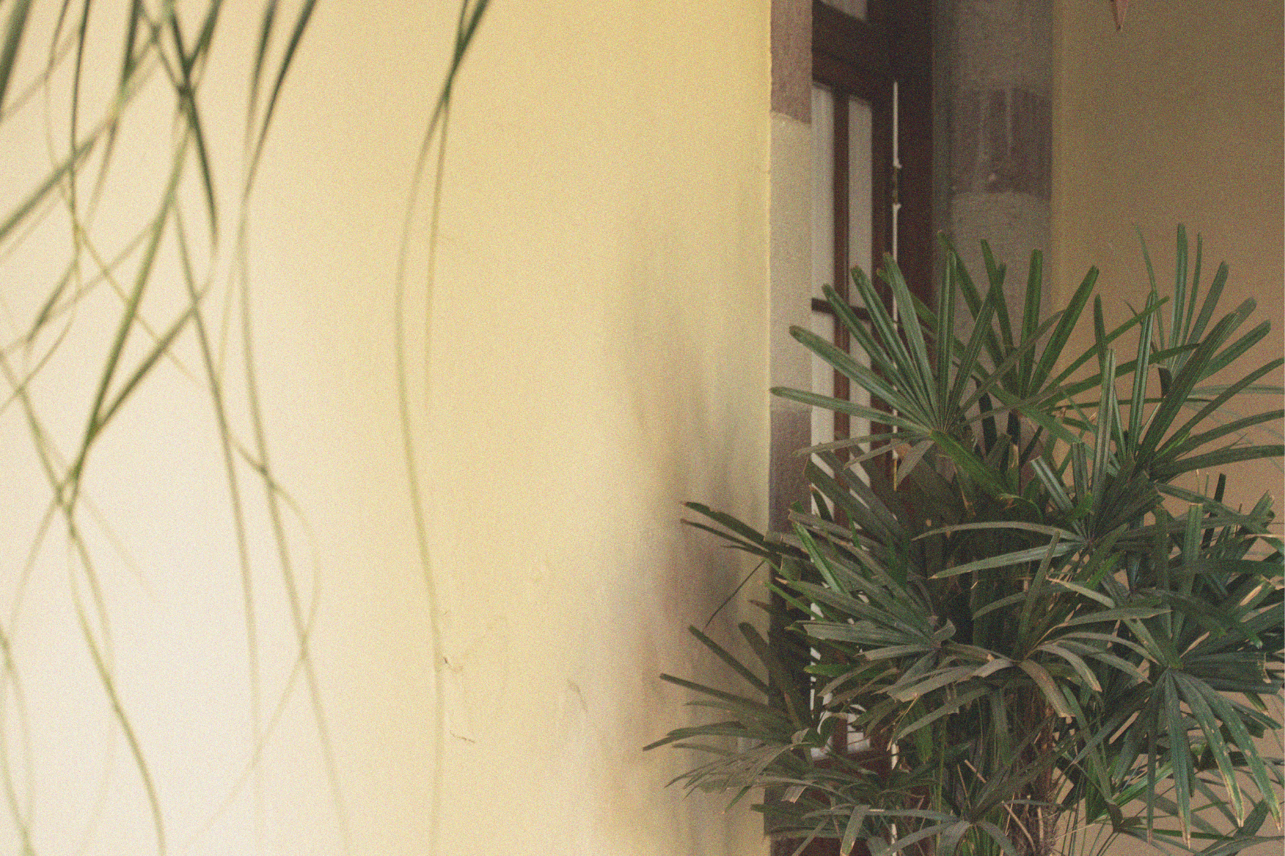 A yellow wall with partially visible window and lush green plants in the corner.