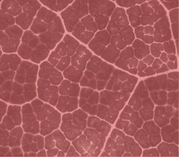 Close-up of a red, textured leaf showing pink veins and cellular pattern.