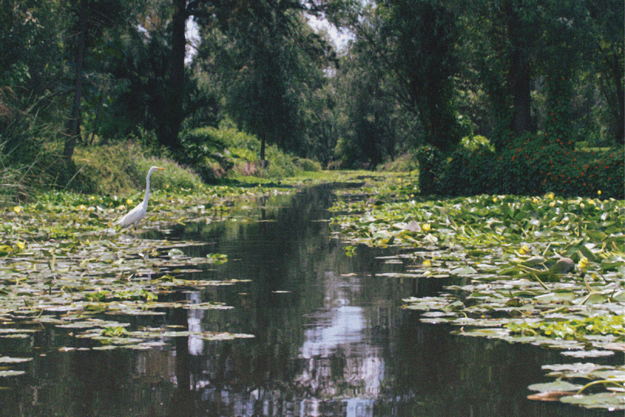 A serene wooded river scene with lily pads and a heron standing in the water.