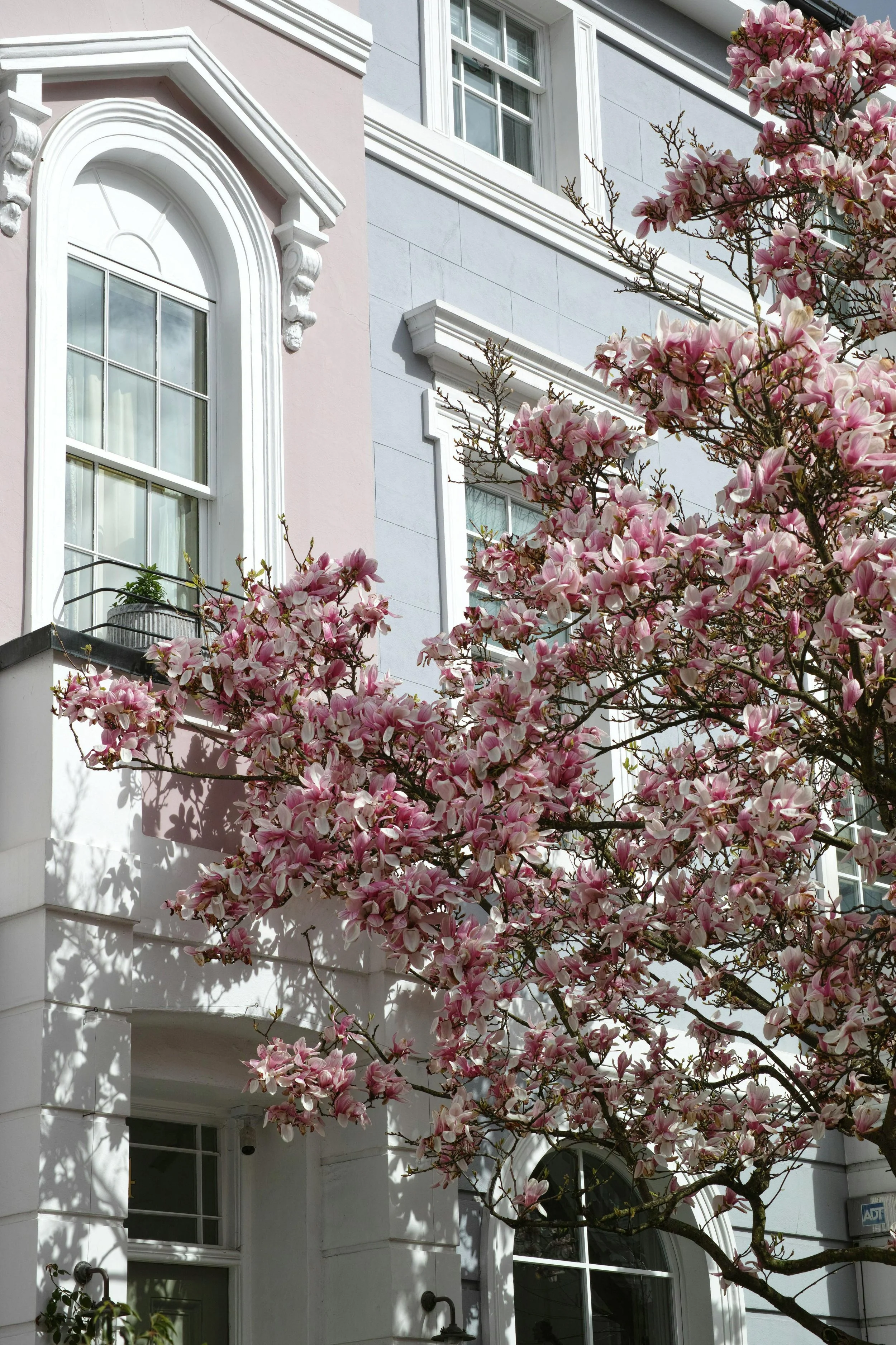 A white building with decorative architectural details and large windows, partially obscured by a blooming pink magnolia tree.