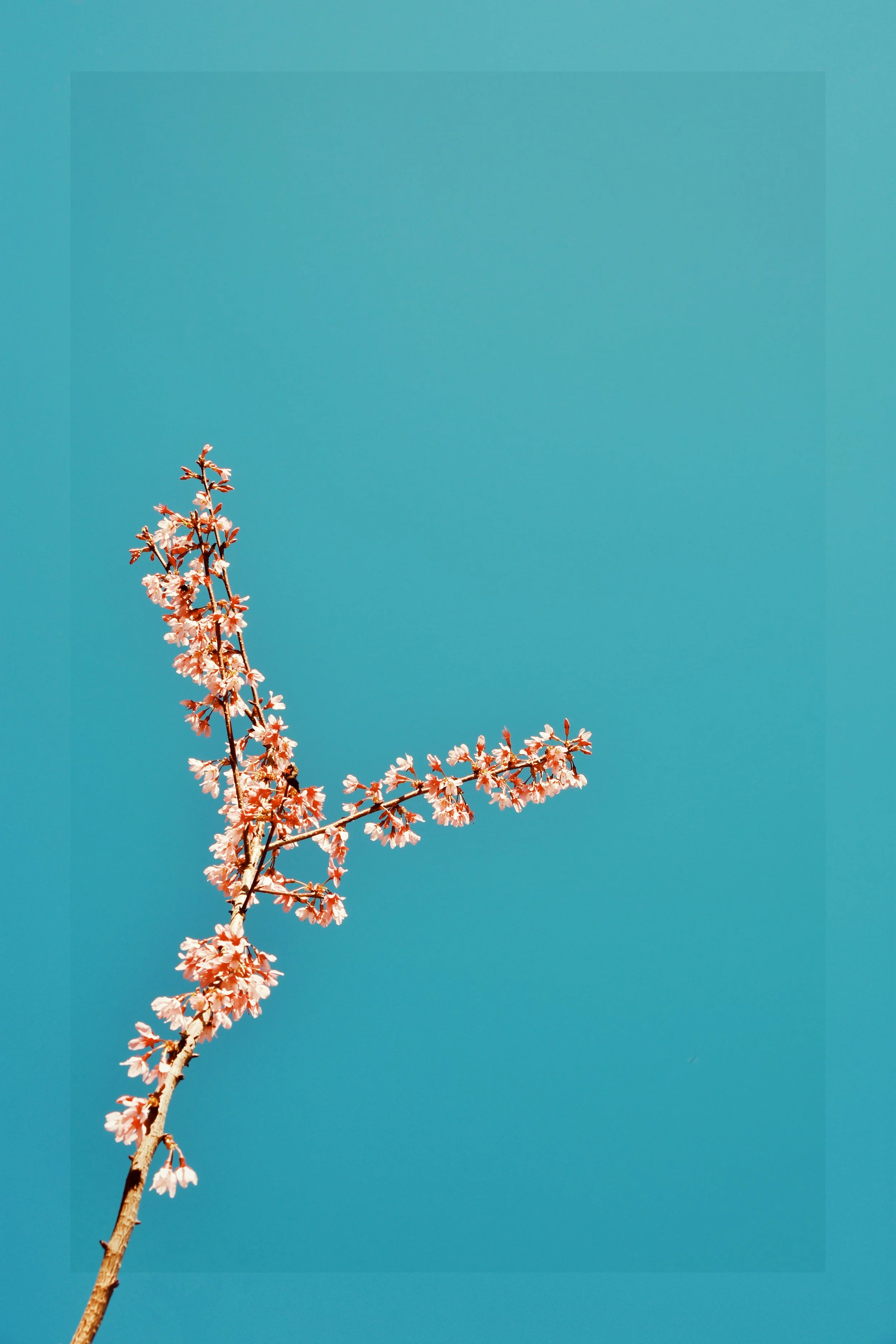 fool's sprig