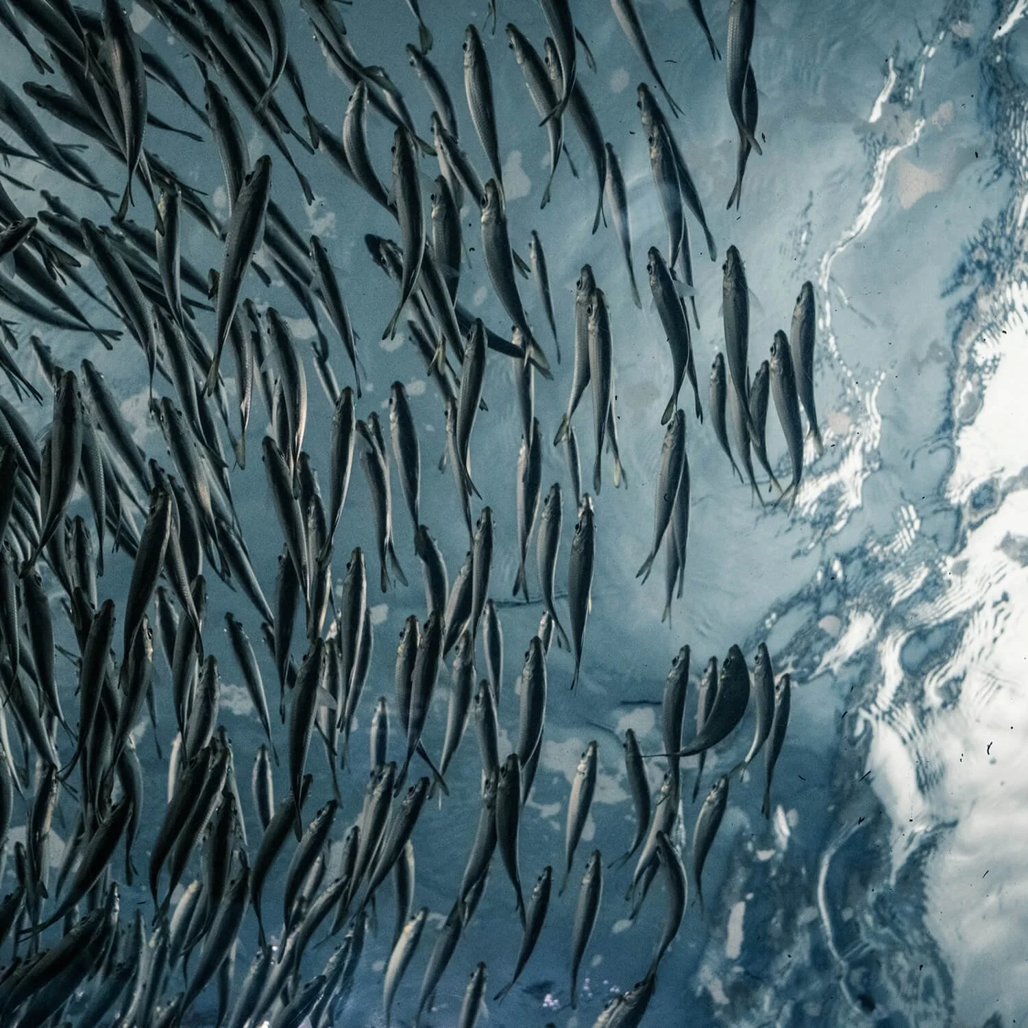 The Future of Fish