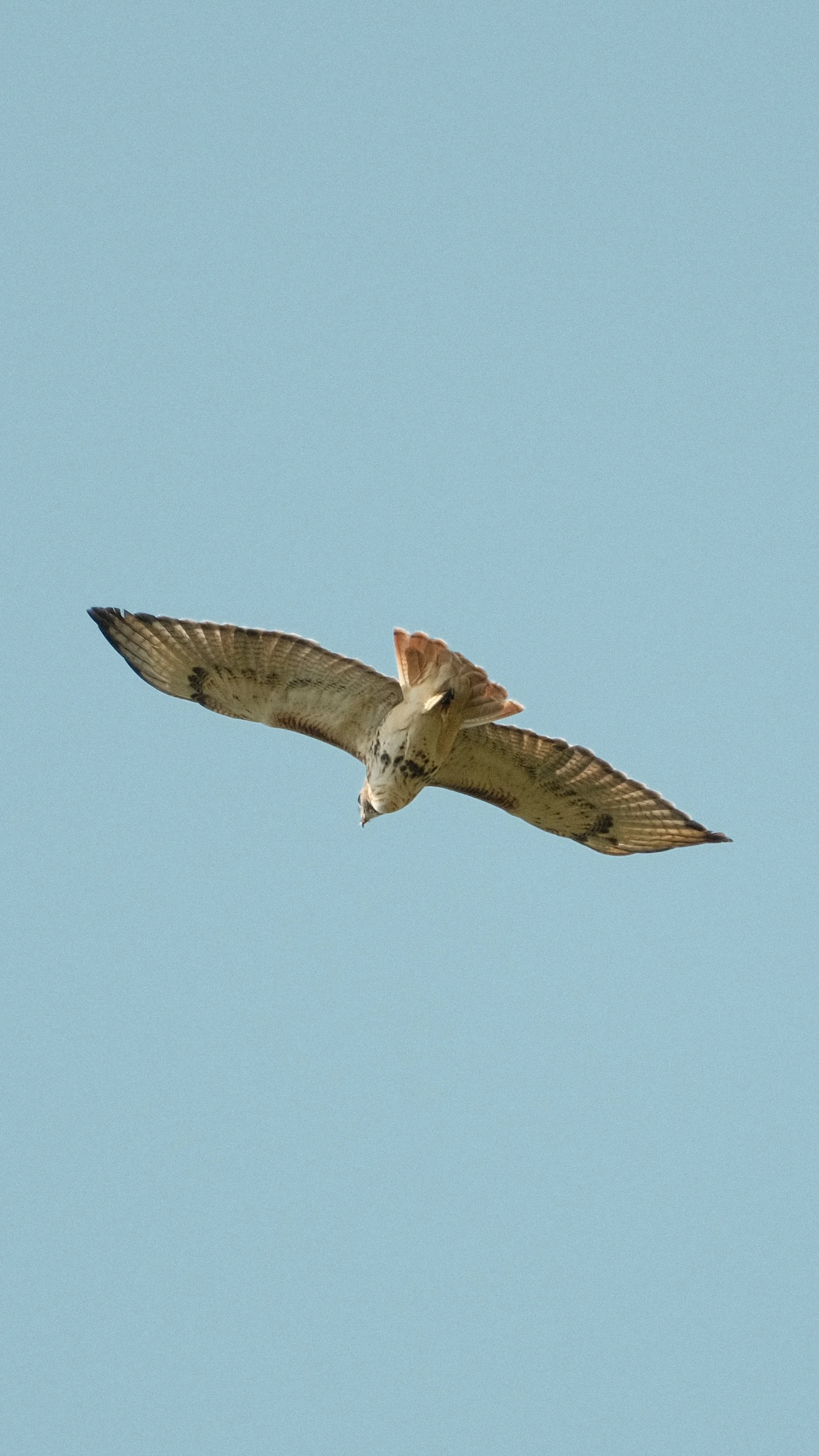 DSCF9348.JPG