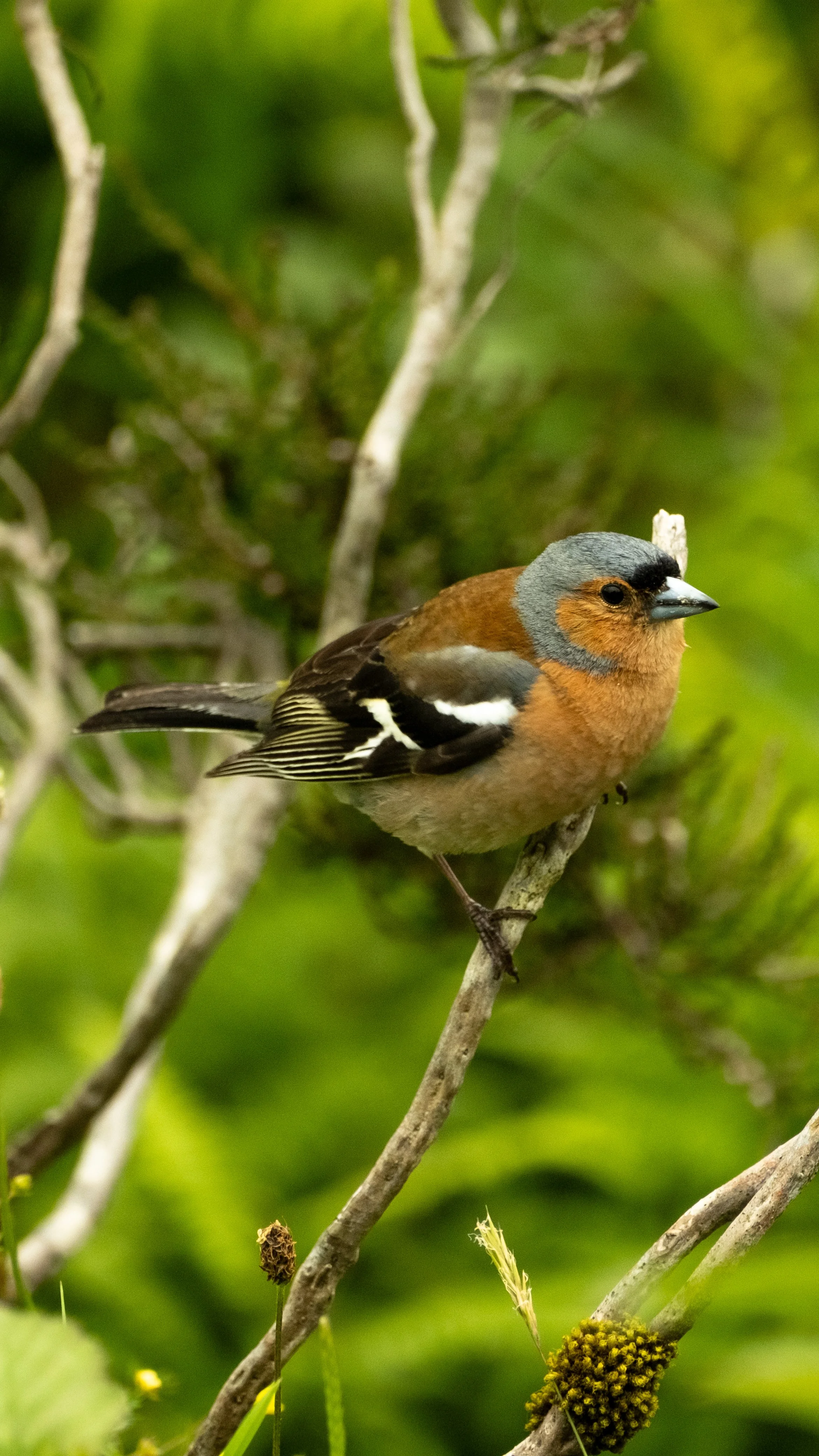 DSCF2410.JPG