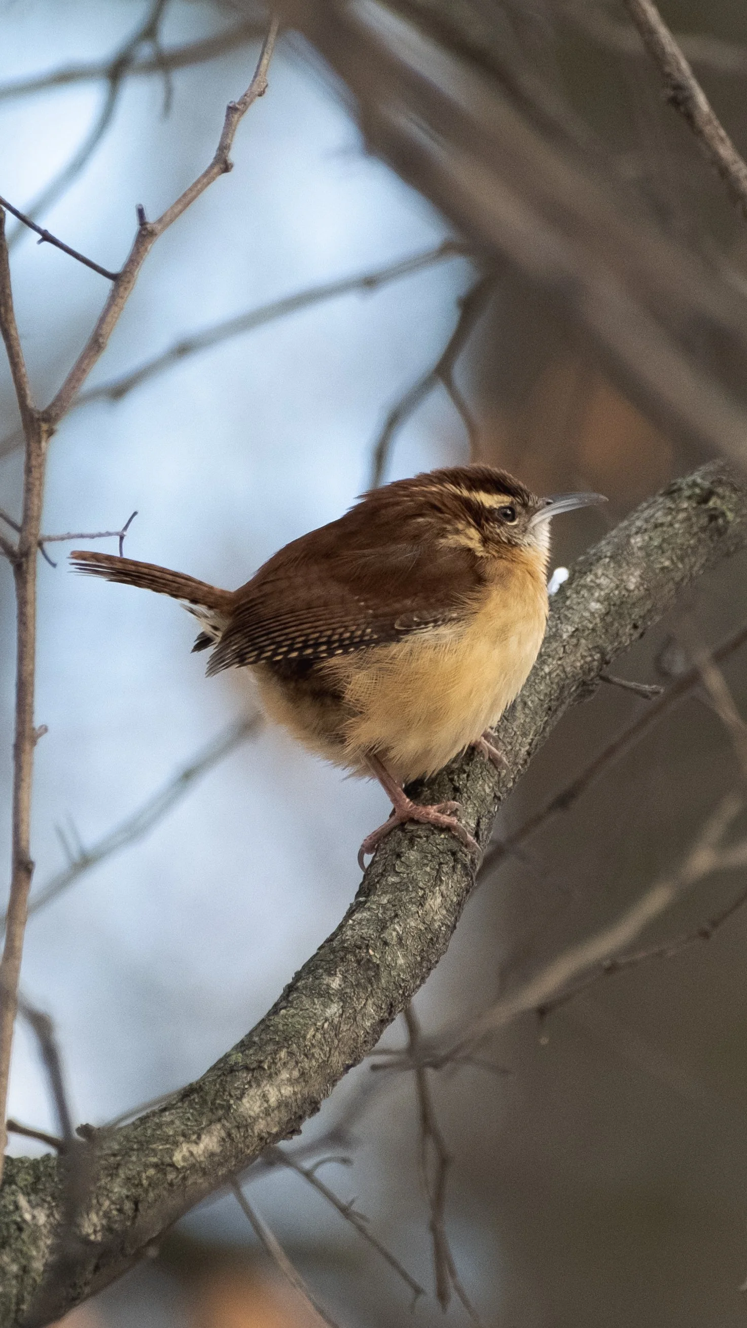 DSCF0764.JPG