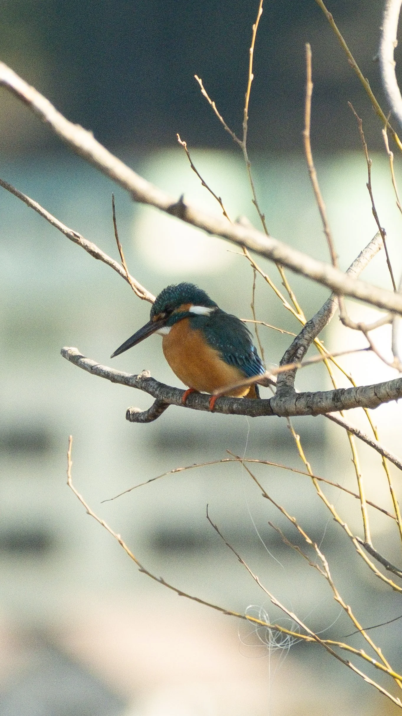DSCF1630.JPG