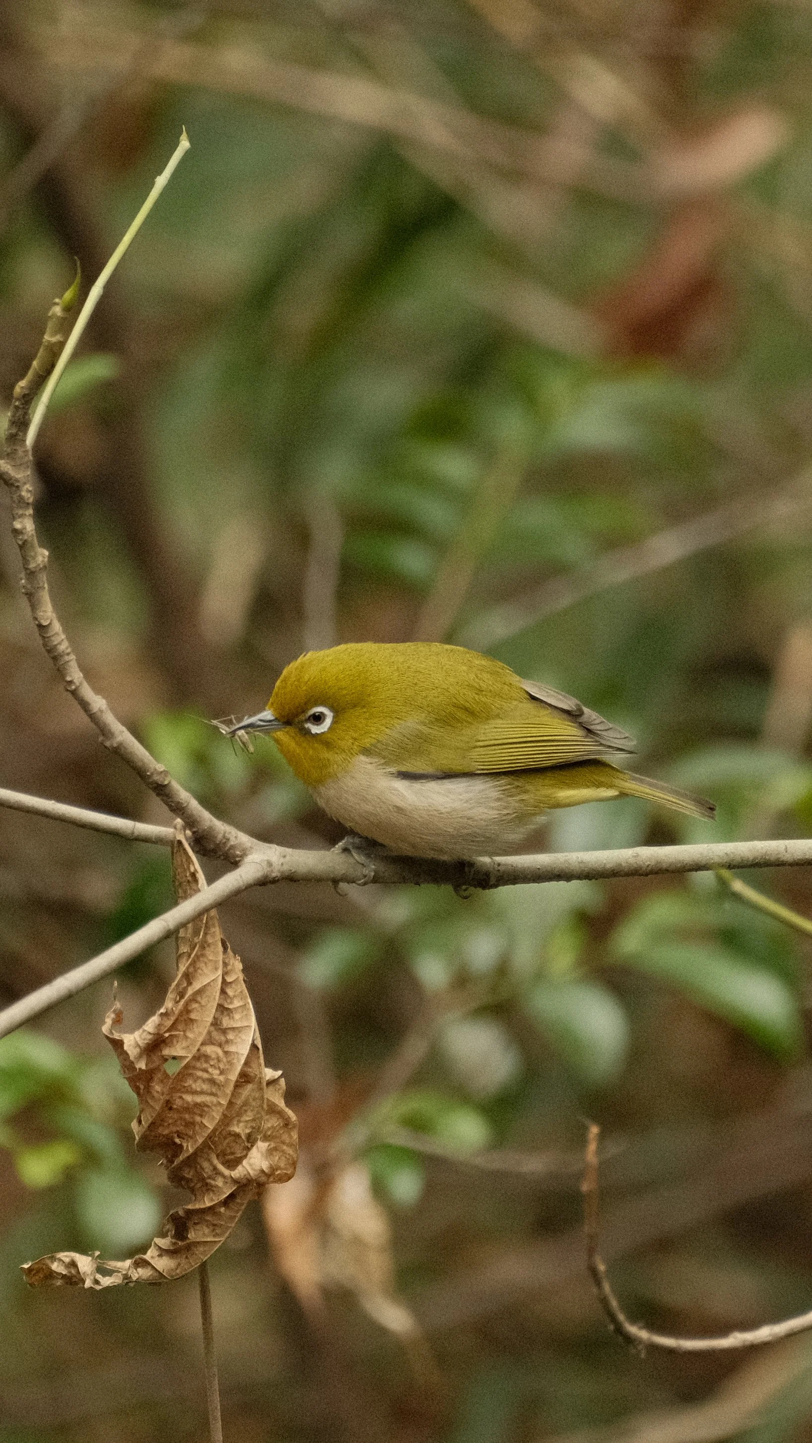 DSCF1004-2.JPG