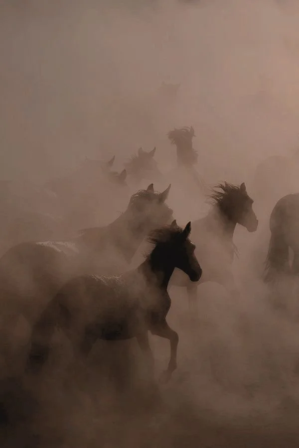 Groupe de chevaux brayant dans un environnement brumeux ou poussiéreux.