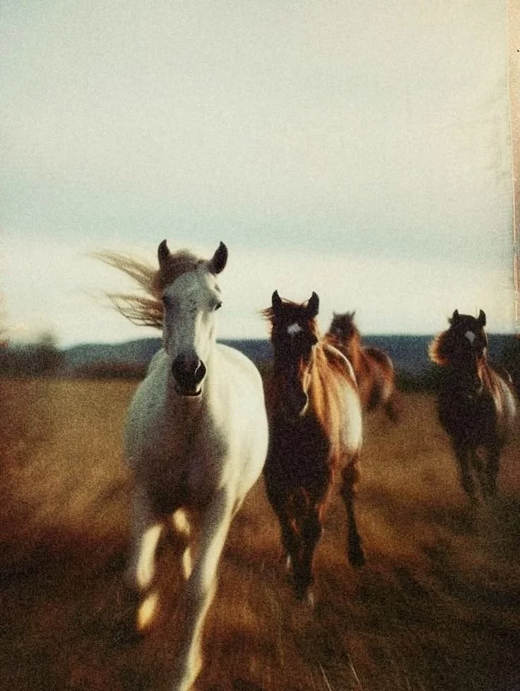 Quatre chevaux galopeurs sur une prairie lors d'un coucher de soleil, avec un ciel clair.