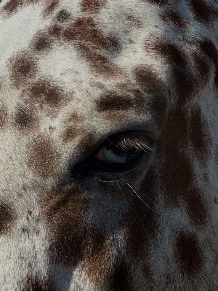 Zoom sur le visage d'un cheval avec une robe tachetée, focale sur l'œil et la luipe du cheval.