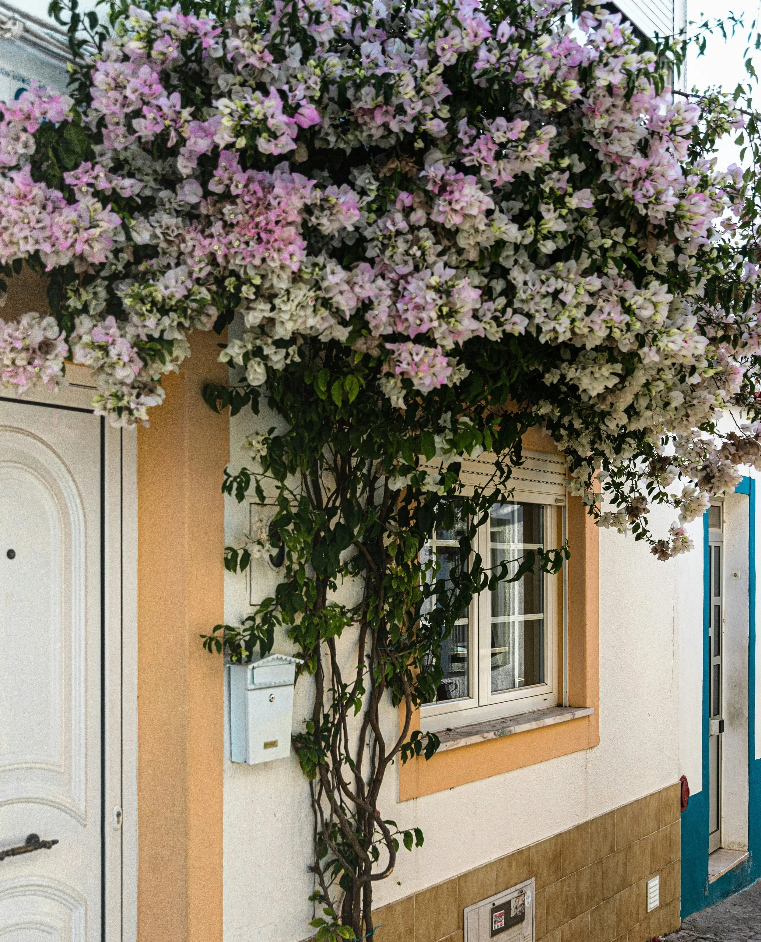 Bougainvillea plant with pink and white flowers growing along the wall outside a building with a beige and white exterior, adjacent to a window with beige framing.