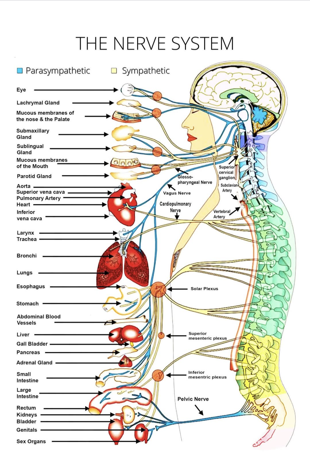 Diagram of the human nervous system showing parasympathetic and sympathetic nerves and their connections to various organs and glands in the body.