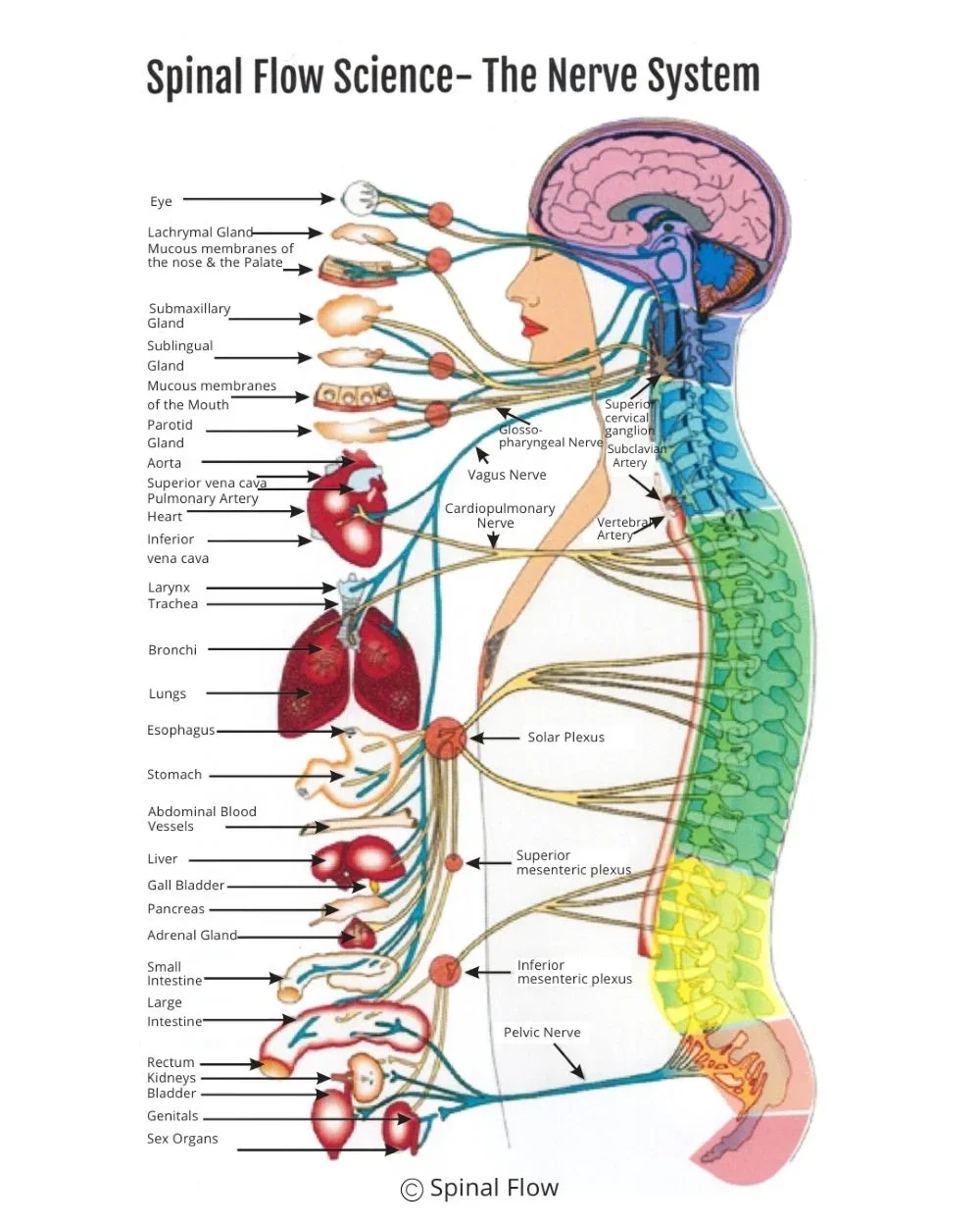 Diagram of the human nerve system showing pathways from the eye, facial glands, mouth, heart, lungs, stomach, liver, intestines, and reproductive organs to the brain and spinal cord.