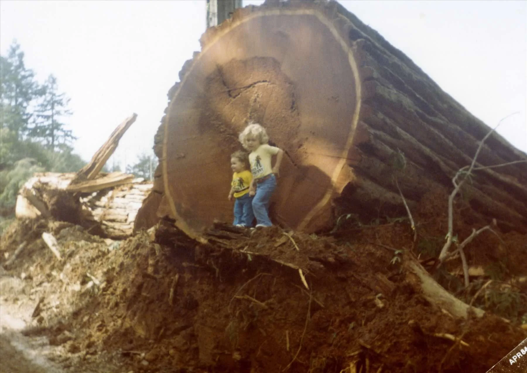 Two children standing inside a large fallen tree trunk in a forested area.