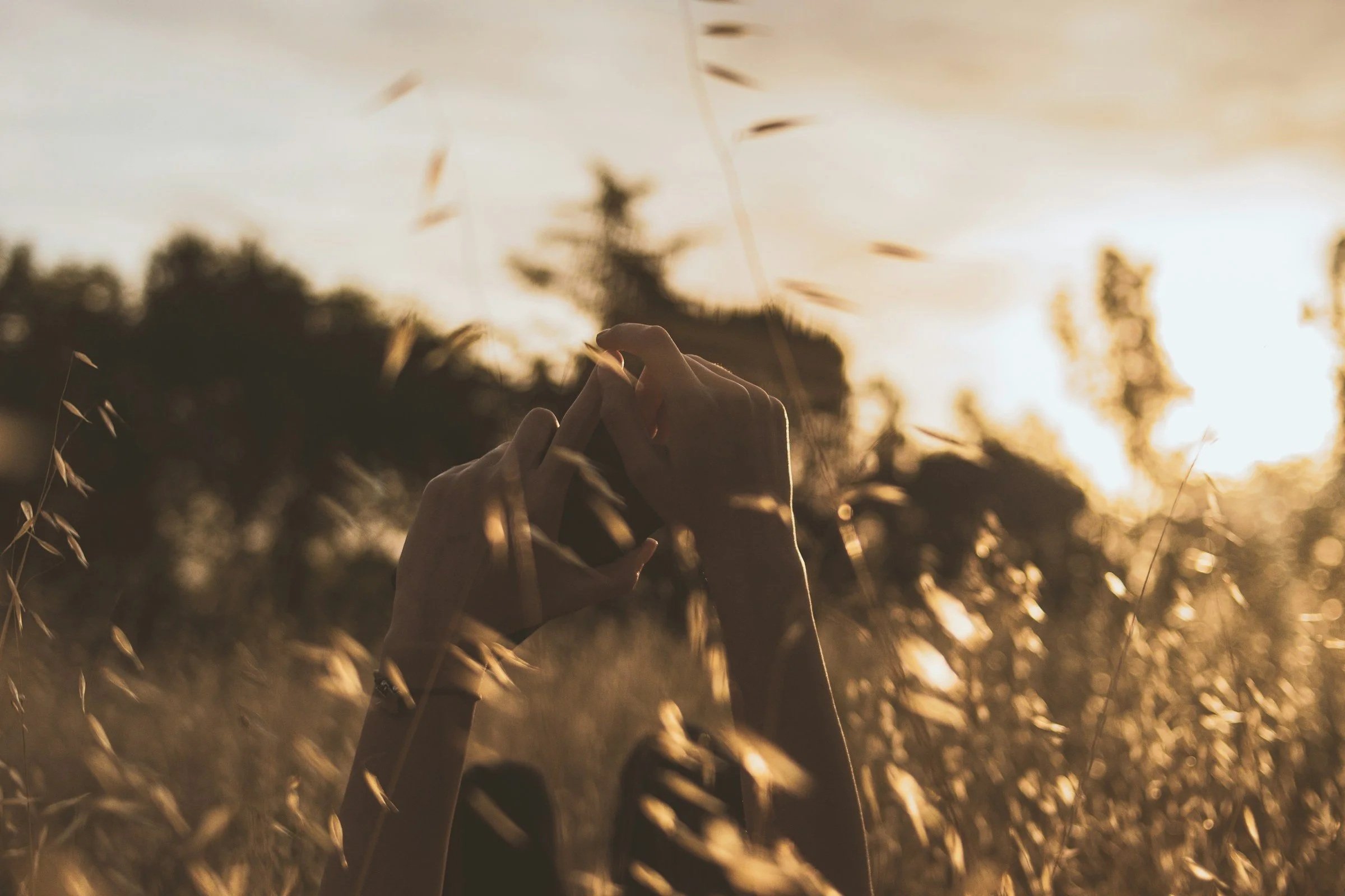 Close-up of hands gently holding a stalk of tall grass in a field during sunset or sunrise, with warm golden lighting and blurred trees in the background.