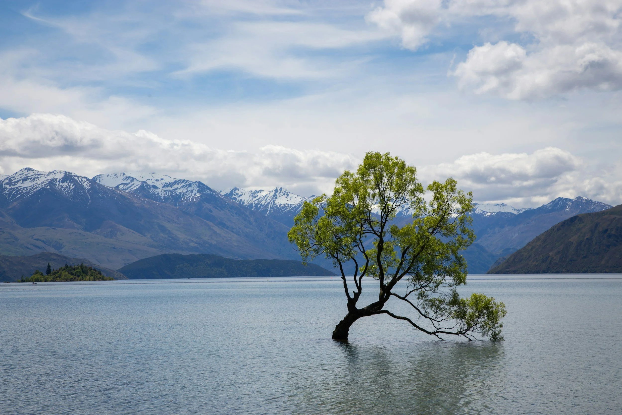 A single tree with green leaves growing in a lake, with snowy mountains and a partly cloudy sky in the background.