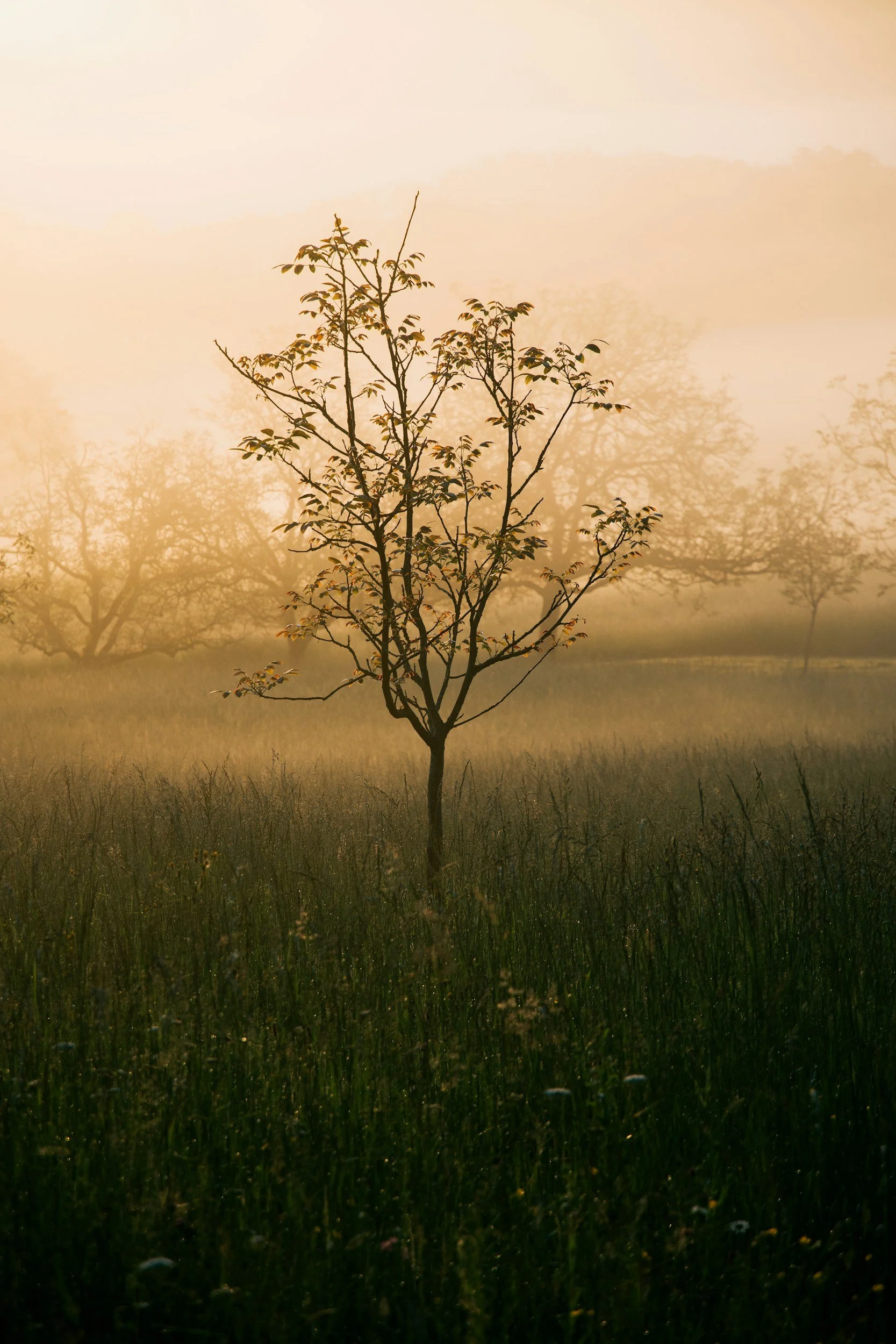 A solitary tree standing in a grassy field during sunrise or sunset with soft light, casting shadows and creating a warm, peaceful atmosphere.