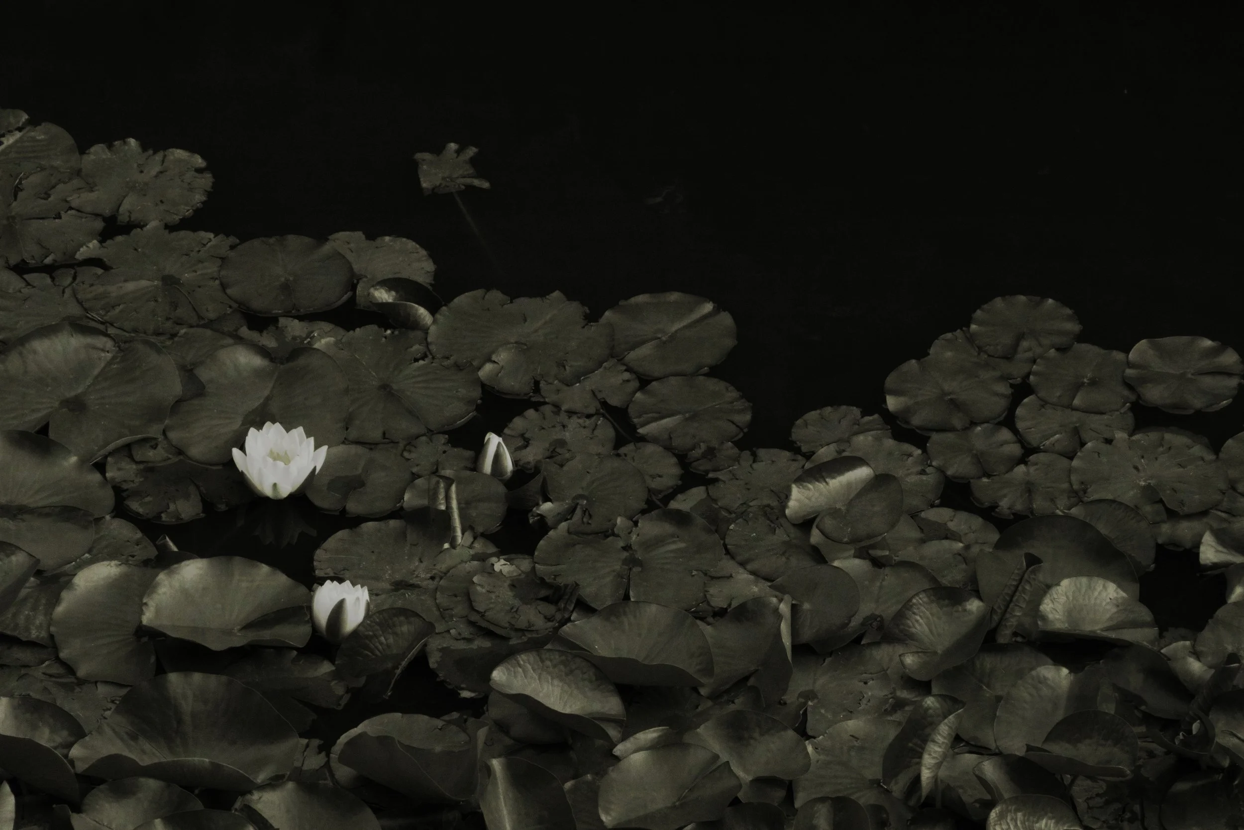DSC02090-编辑 拷贝.jpg