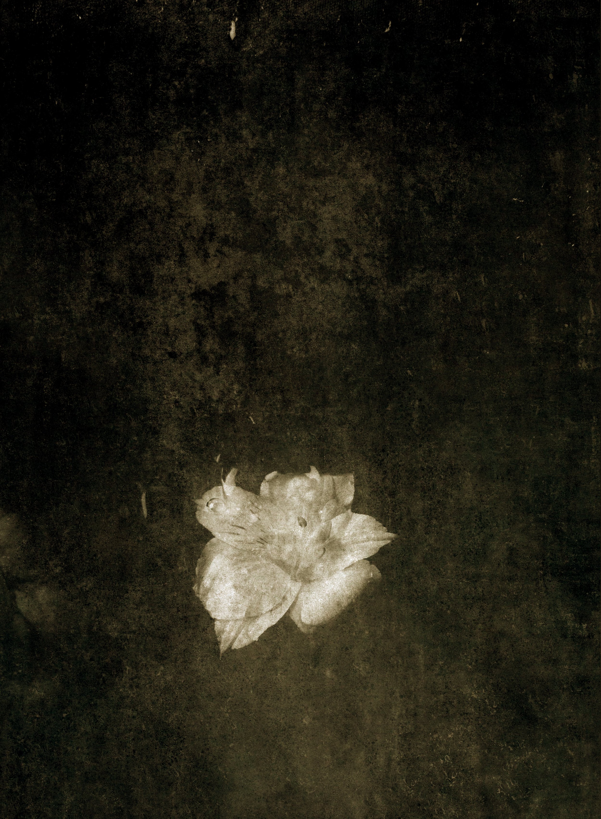 Nora_StillLife_5760 拷贝.jpg