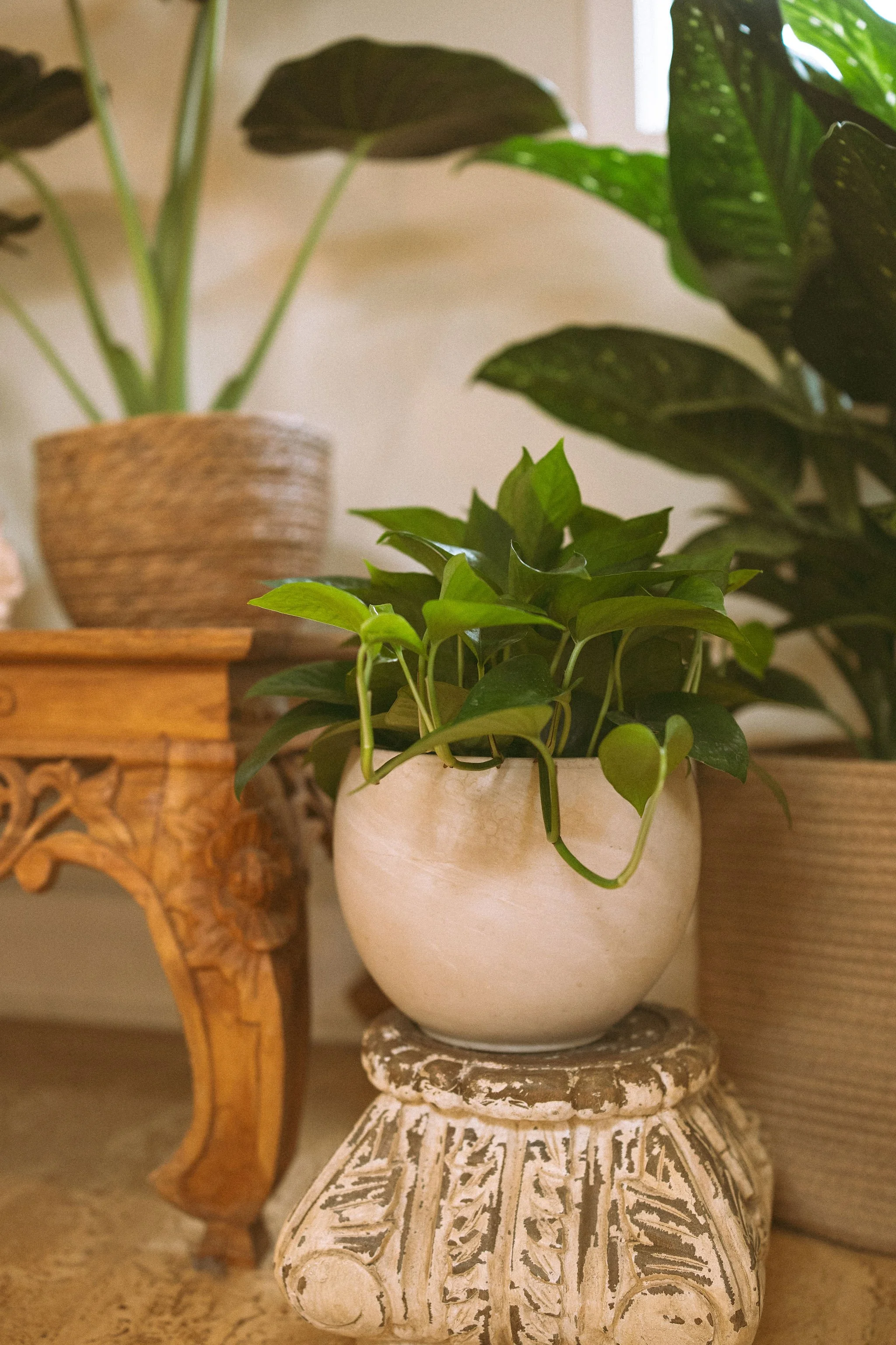 Decorative vases with green plants on carved wooden and ceramic tables.