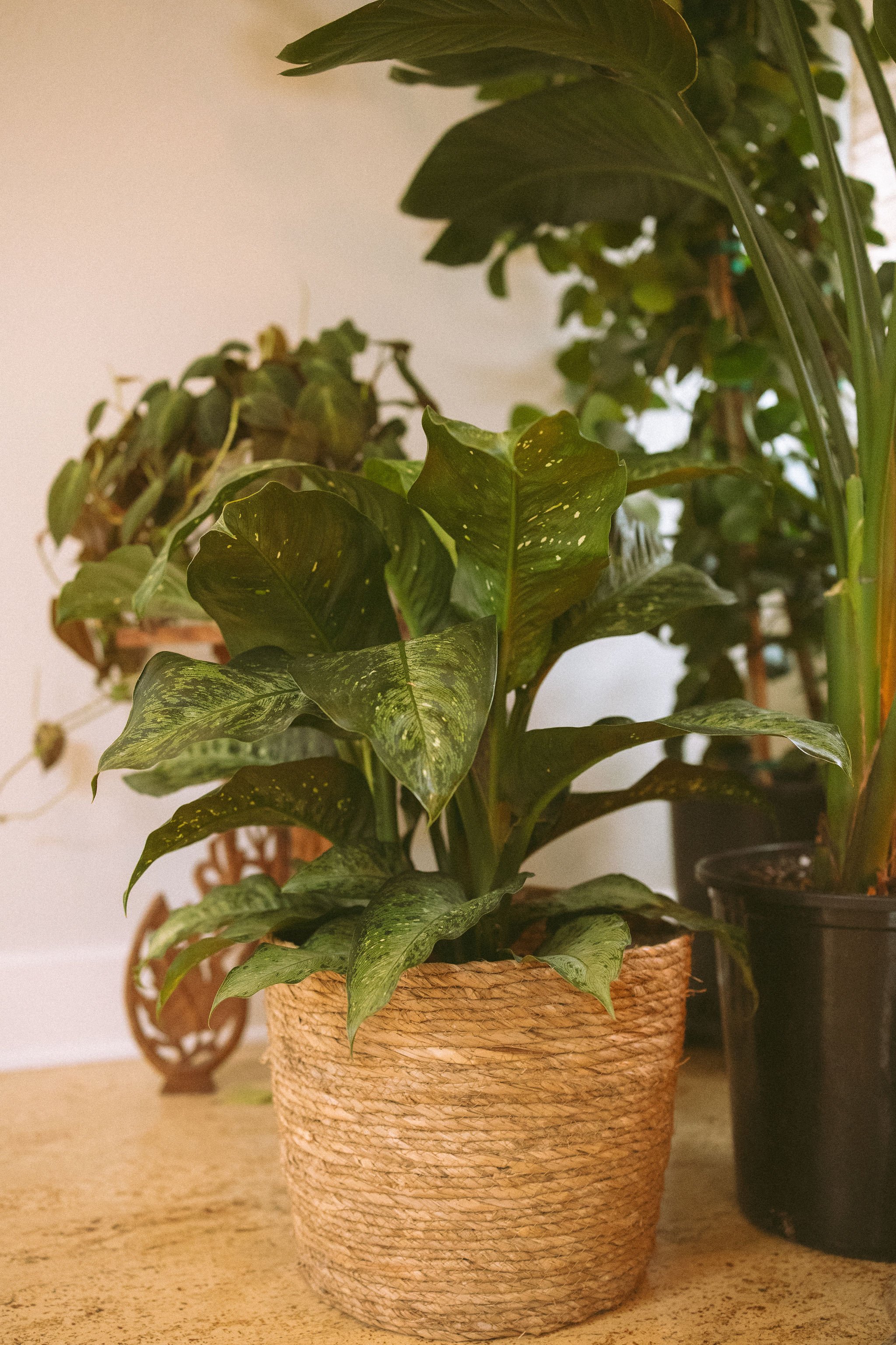 A potted indoor plant with large green, variegated leaves in a woven basket-style pot on a wooden surface, with other plants and decorative items in the background.
