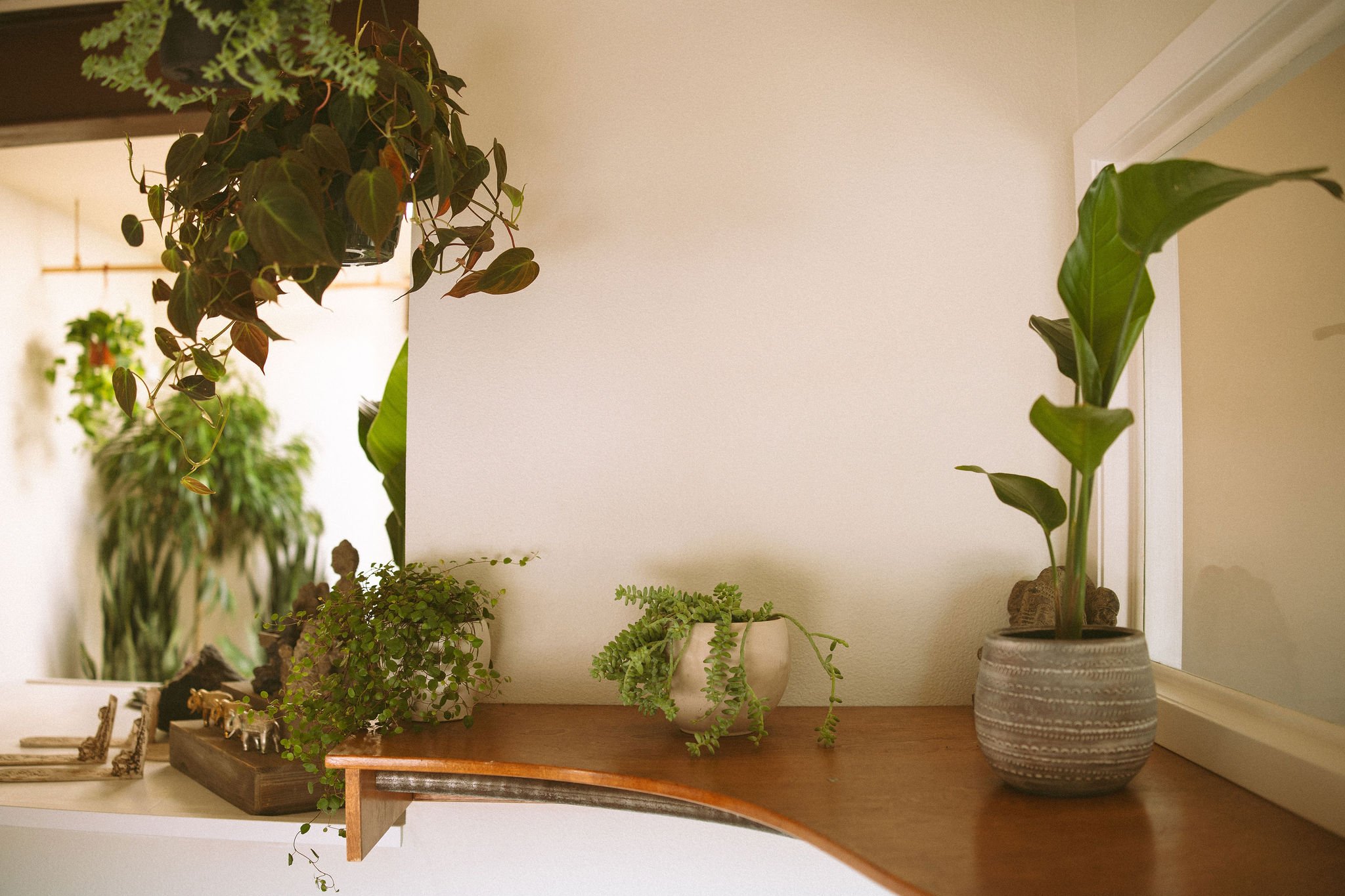 Various potted indoor plants on a wooden surface against a beige wall.