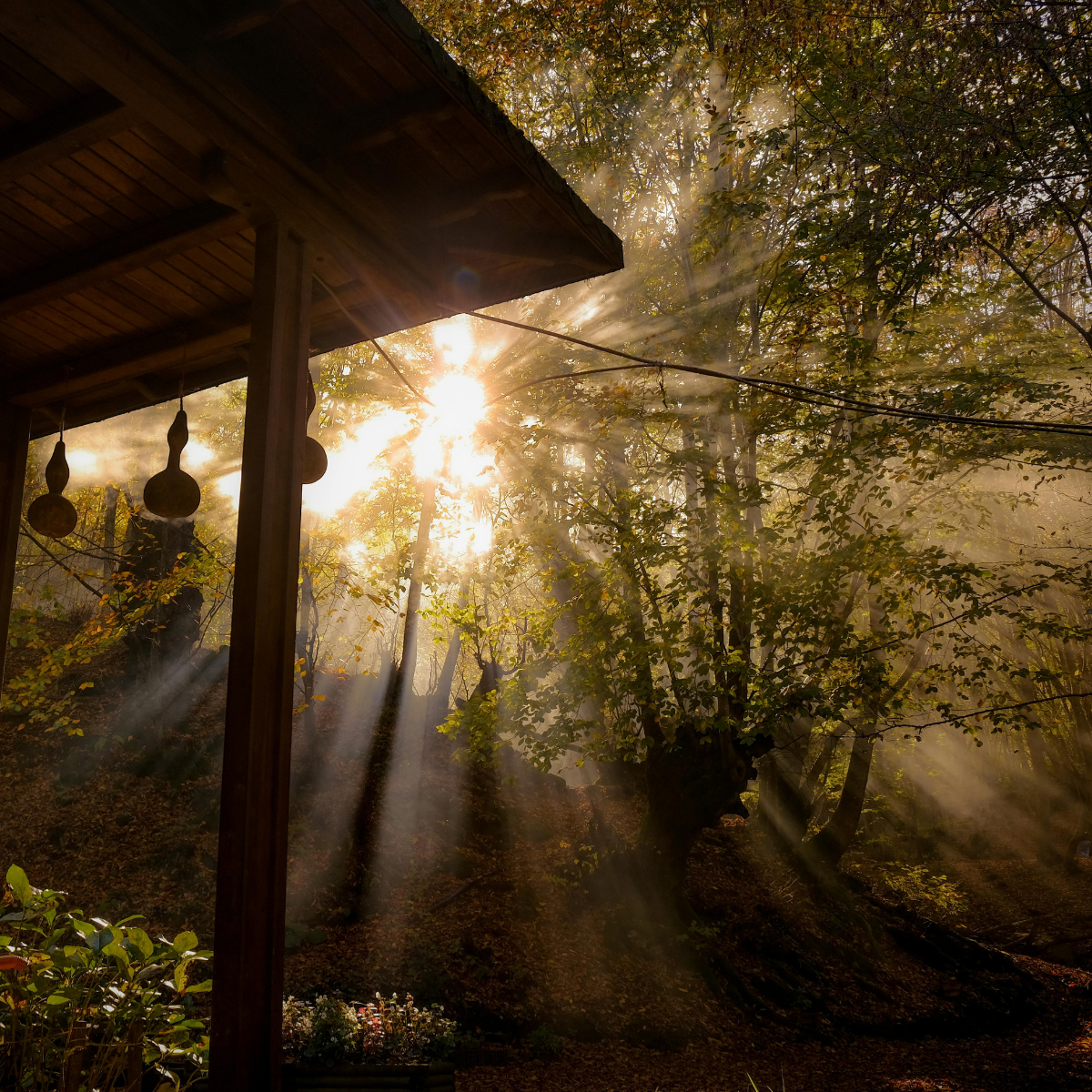 Sunlight streaming through trees in a forest, seen from a wooden porch with hanging decorations.