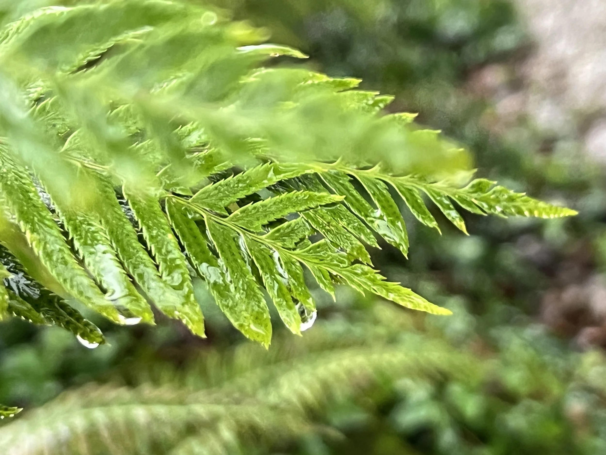 Close-up of green fern tips with raindrops