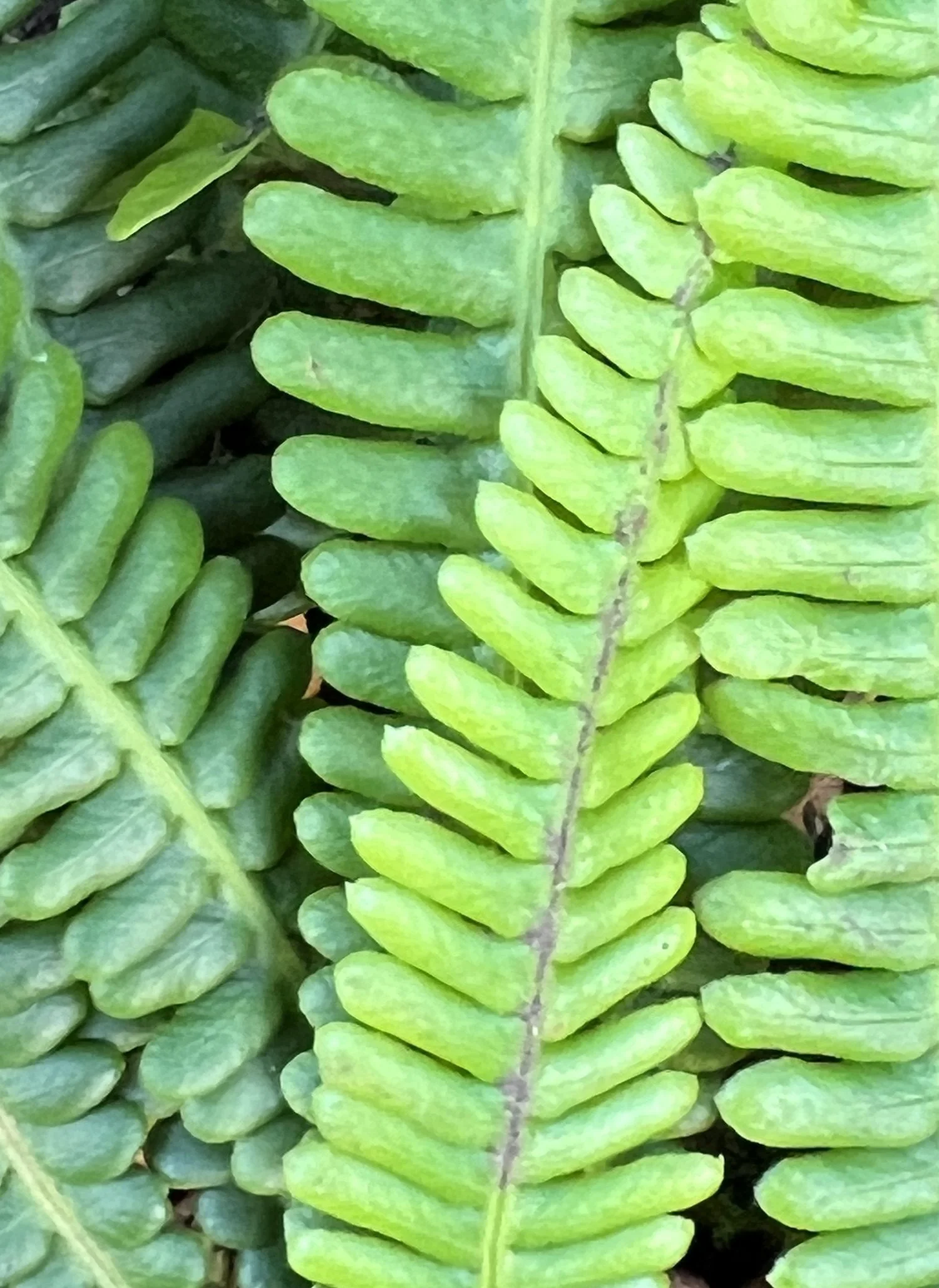Close-up of overlapping green fern fronds