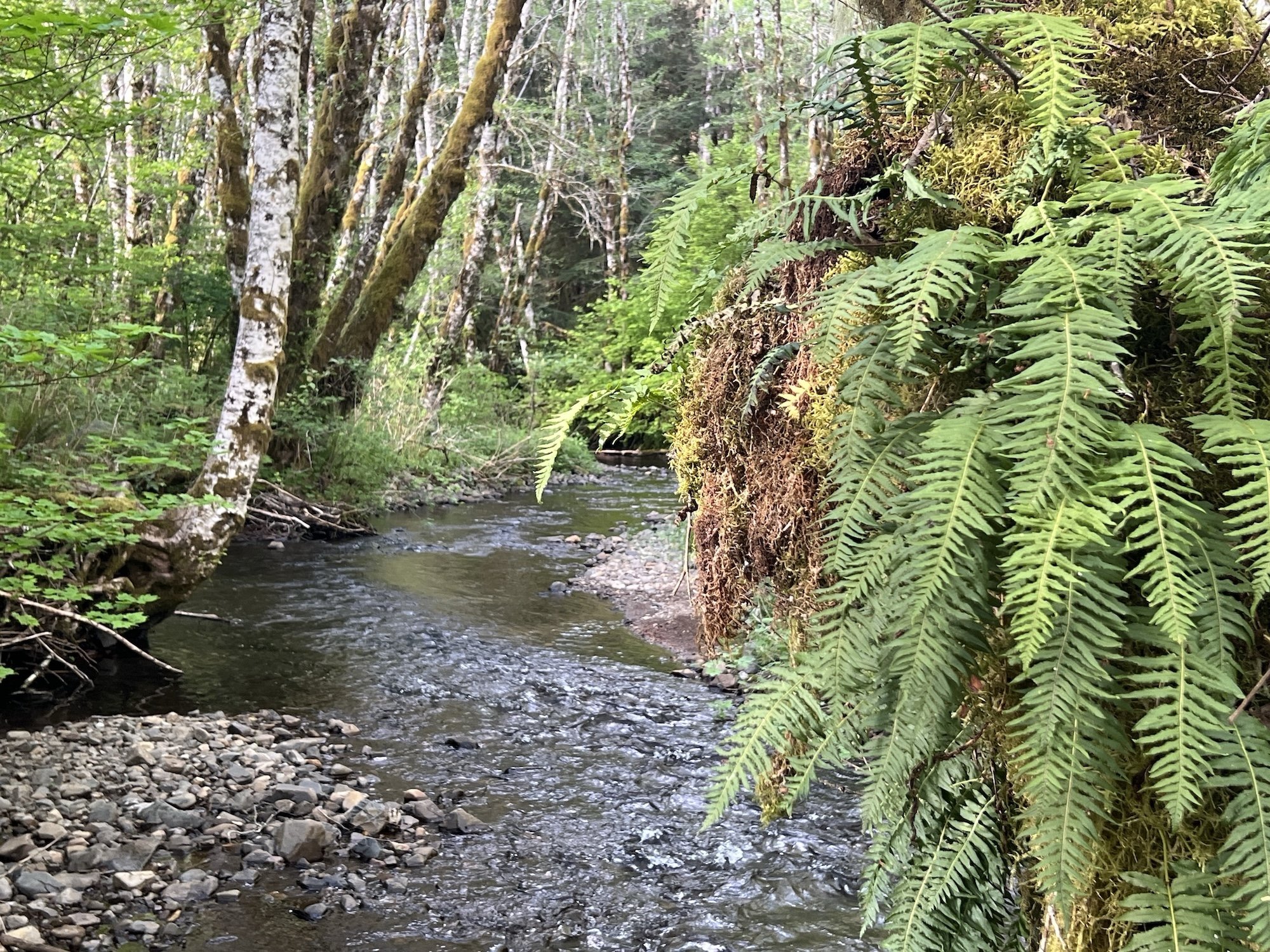 Creek flowing through forest with hanging ferns