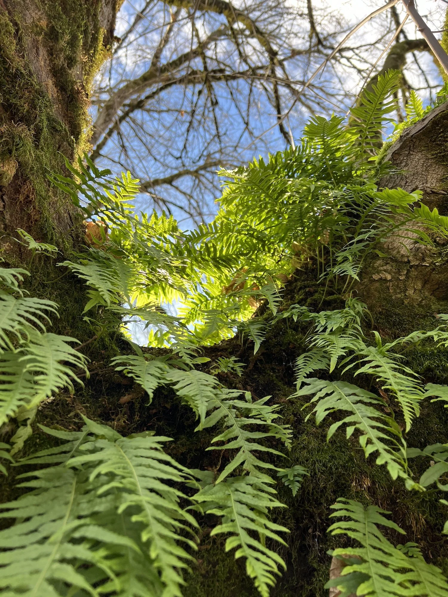 Sunlit ferns reaching upward toward the sky