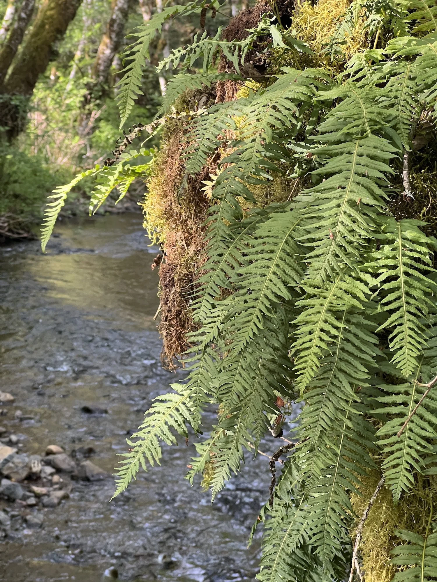 Hanging ferns beside shallow creek