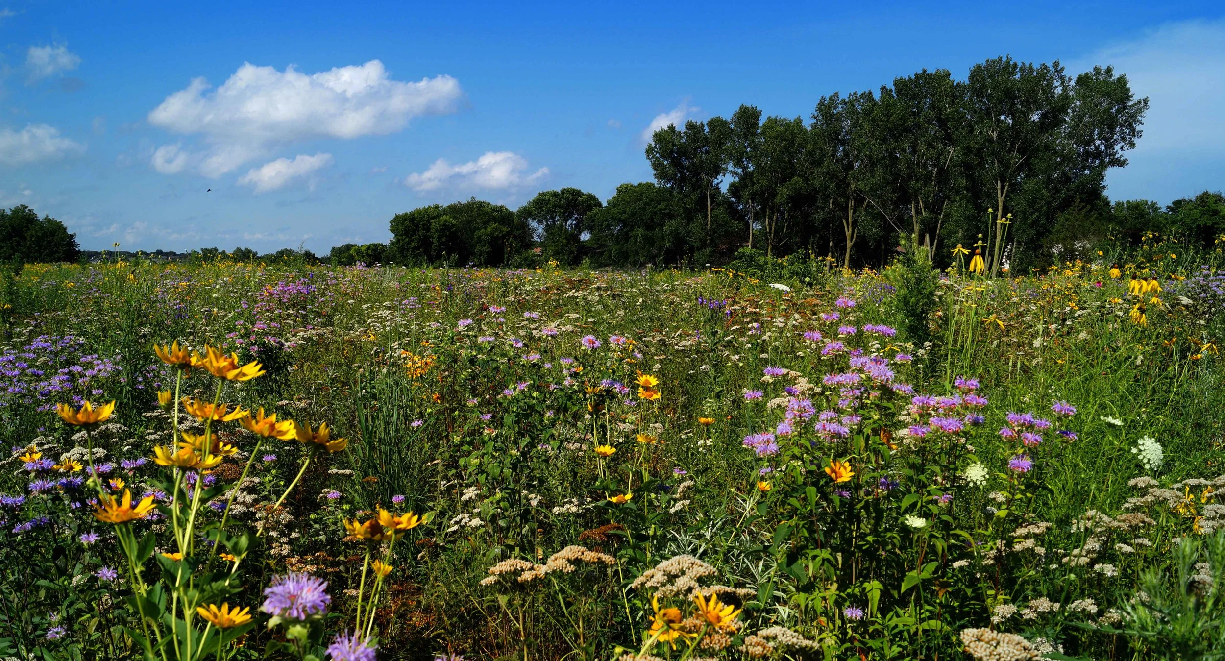 A vibrant meadow filled with various colorful wildflowers under a bright blue sky with a few clouds and trees in the background.