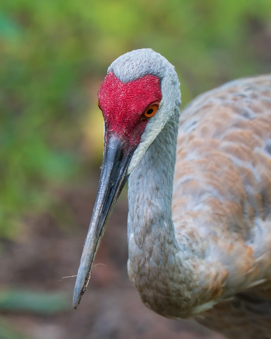 While walking some trails at Kensington Metropark in Michigan, these adult sandhill cranes along with a juvenile approached me as they foraged along the trail. They kept staring me down with their freaky little eyes and got pretty close.

📷 @sonyalp