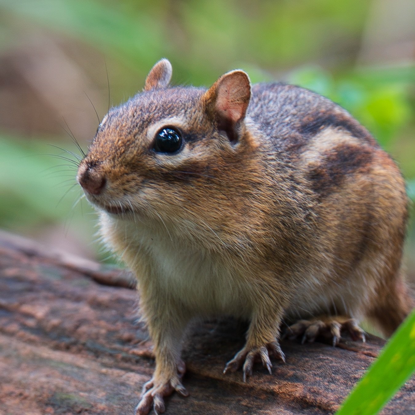 Easy to miss these little guys until they stop and pose for you 🐿️ 

📷 @sonyalpha &alpha;7 IV
🔎 @sonyalpha FE 70&ndash;200mm F2.8 GM OSS II

#sonyalpha #wildlife #chipmunk #kensingtonmetropark #naturephotography