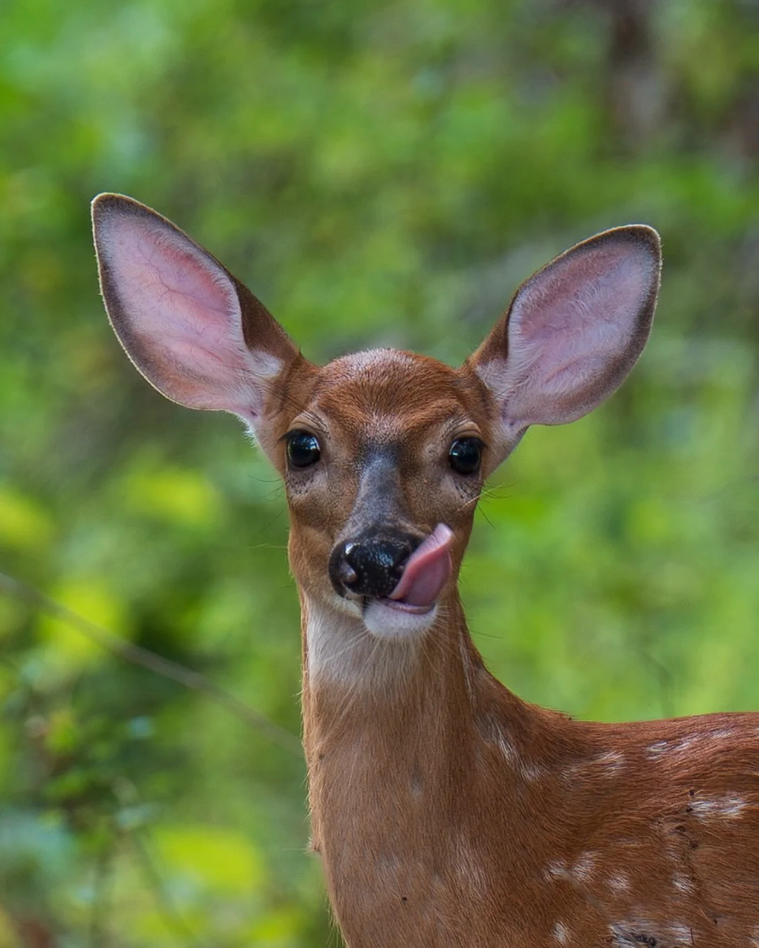 I found Bambi 🦌 

📷 @sonyalpha &alpha;7 IV
🔎 @sonyalpha FE 70&ndash;200mm F2.8 GM OSS II

#WhiteTailedDeer #WildlifePhotography #MichiganWildlife #SonyAlpha