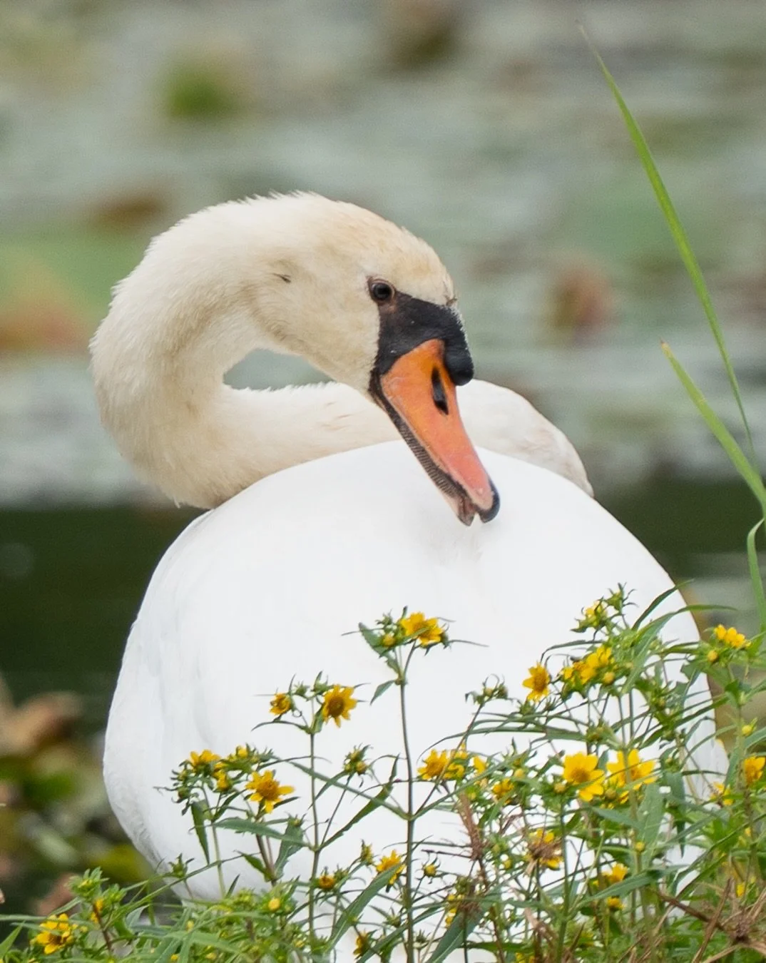 They say swans are supposed to be graceful, but I don&rsquo;t think these two got the memo. They were swinging their heads around like a couple of weirdos 🦢 

📷 @sonyalpha &alpha;7 IV
🔎 @sonyalpha FE 70&ndash;200mm f/2.8 GM II
🔎 @sonyalpha FE 200