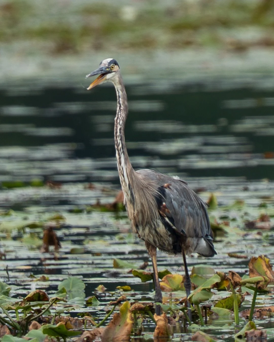 Great blue herons are really good at standing around doing nothing 

📸 @sonyalpha &alpha;7 IV 
🔎 @sonyalpha FE 200&ndash;600mm f/5.6&ndash;6.3 G OSS

#sonyalpha #michiganwildlife #heron #birdphotography #naturephotography