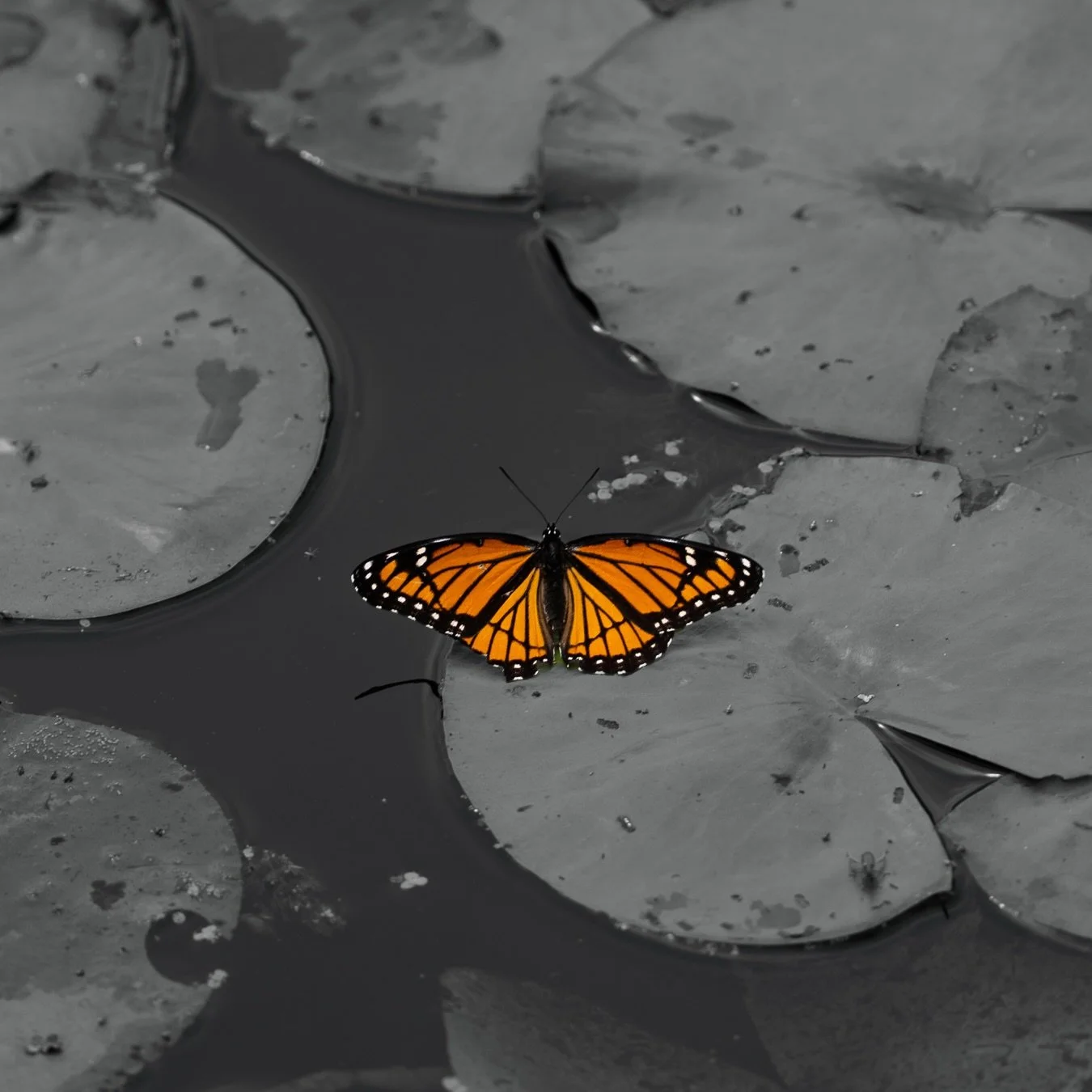 The little things you&rsquo;d miss in a hurry 🐝🦋 

📷 @sonyalpha &alpha;7 IV
🔎 @sonyalpha FE 70&ndash;200mm f/2.8 GM II

#sonyalpha #michigan #naturephotography #bees #butterflies