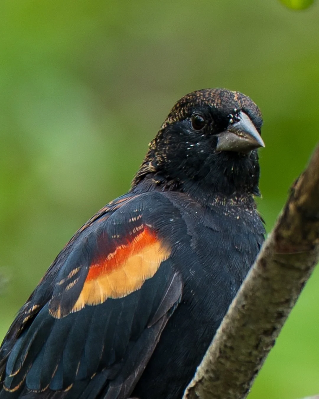 Some feathered friends from Kensington Metropark. A splash of red, some polka dots, and a lot of little feathers 🪶 Male and female Red-Winged Blackbirds along with a Northern Flicker I spotted as I was leaving the park

📷 @sonyalpha &alpha;7 IV
🔎 
